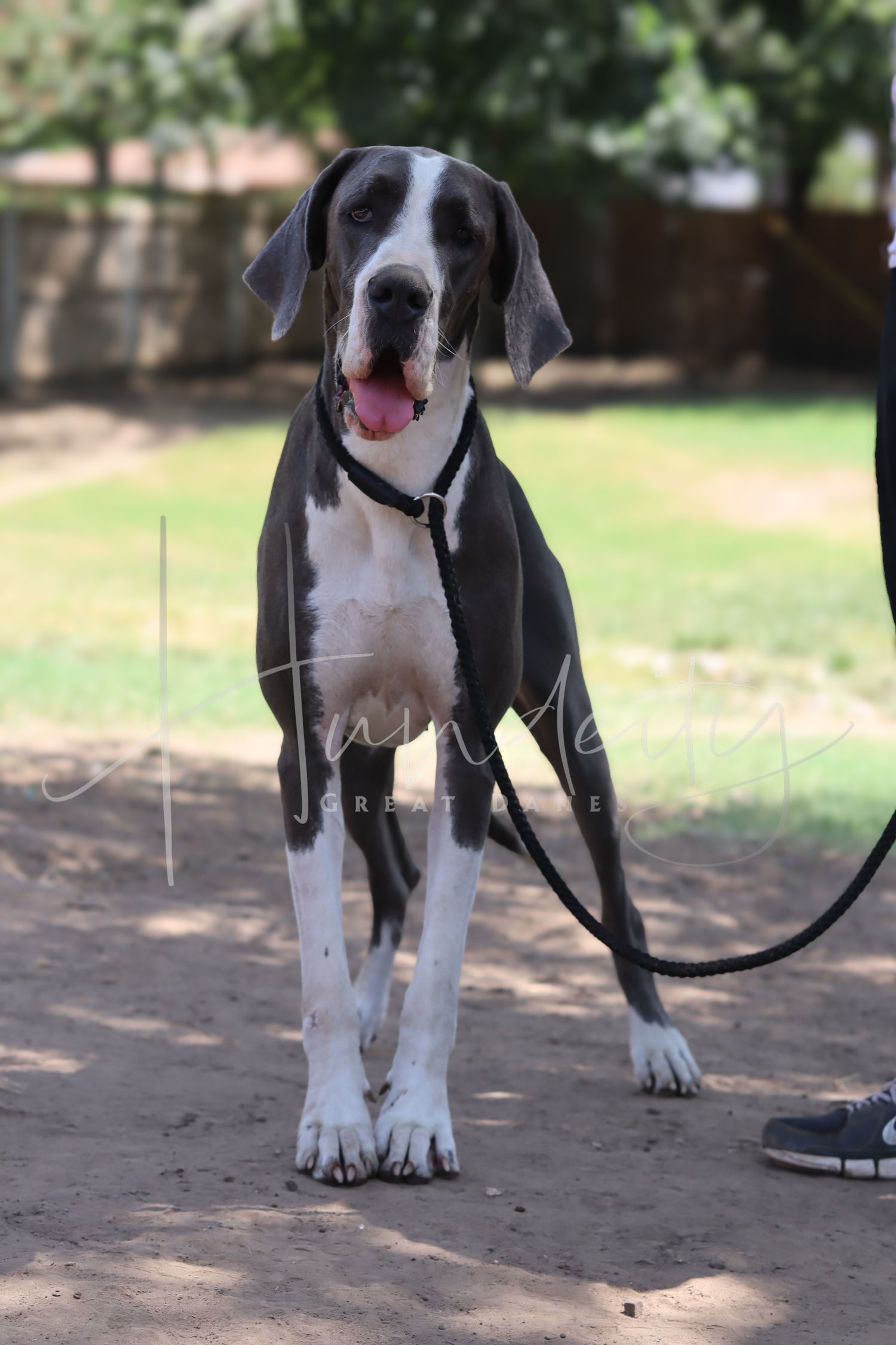 A large Great Dane dog with gray and white markings stands on a dirt path, tongue out, held by a black leash.