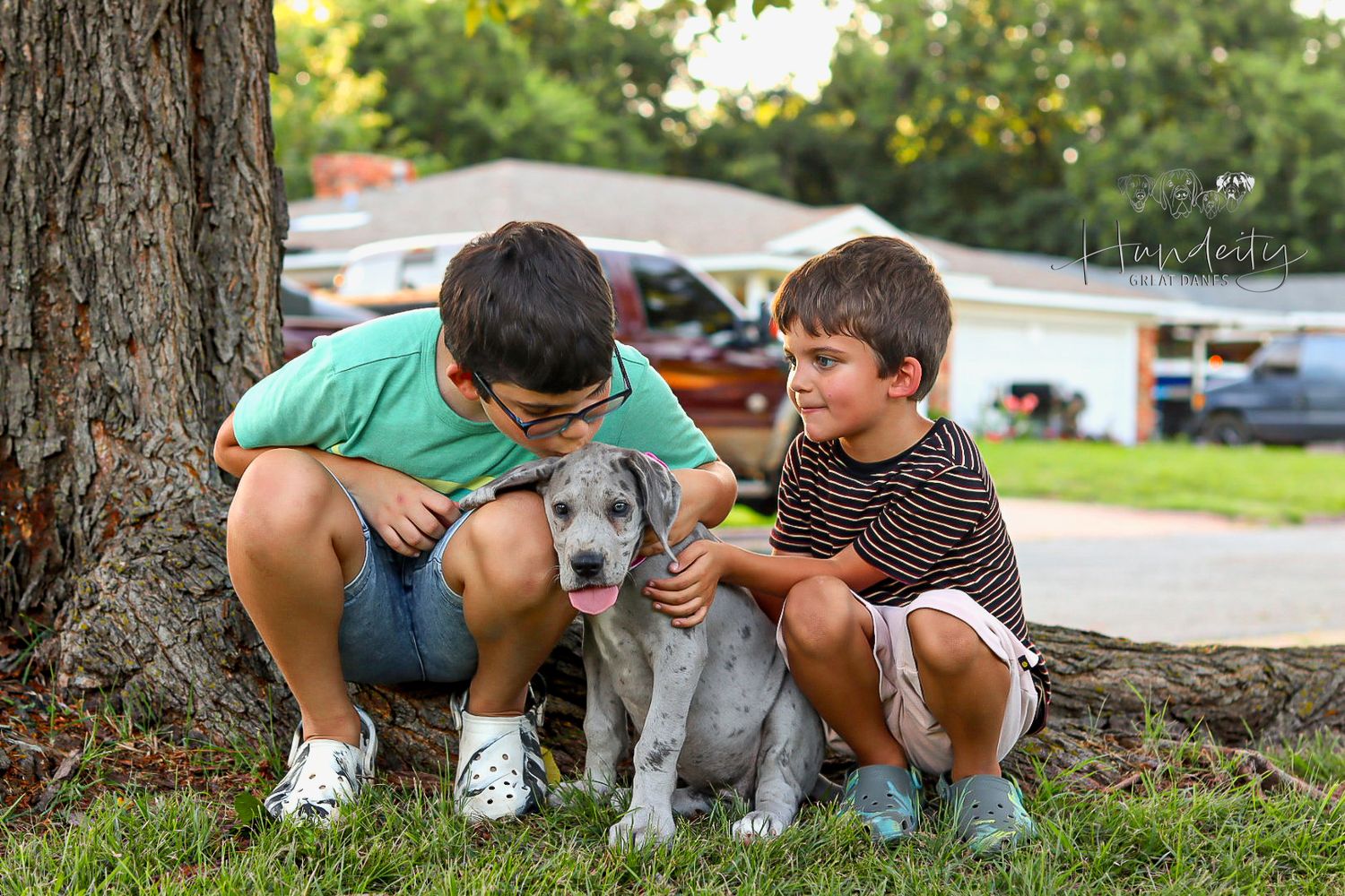 Desi - Blue Merle Female Great Dane