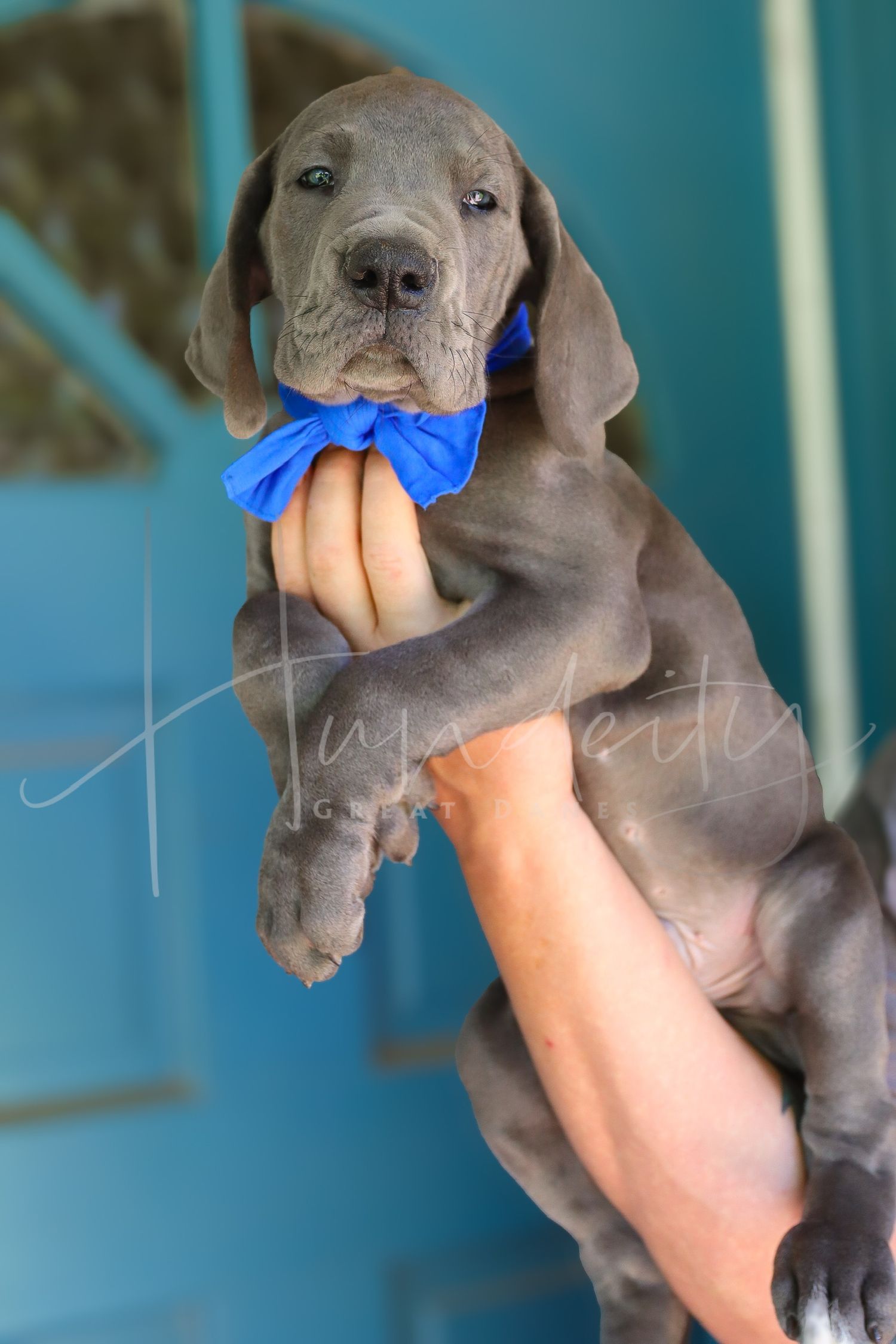 Kaiju - Blue Male Great Dane