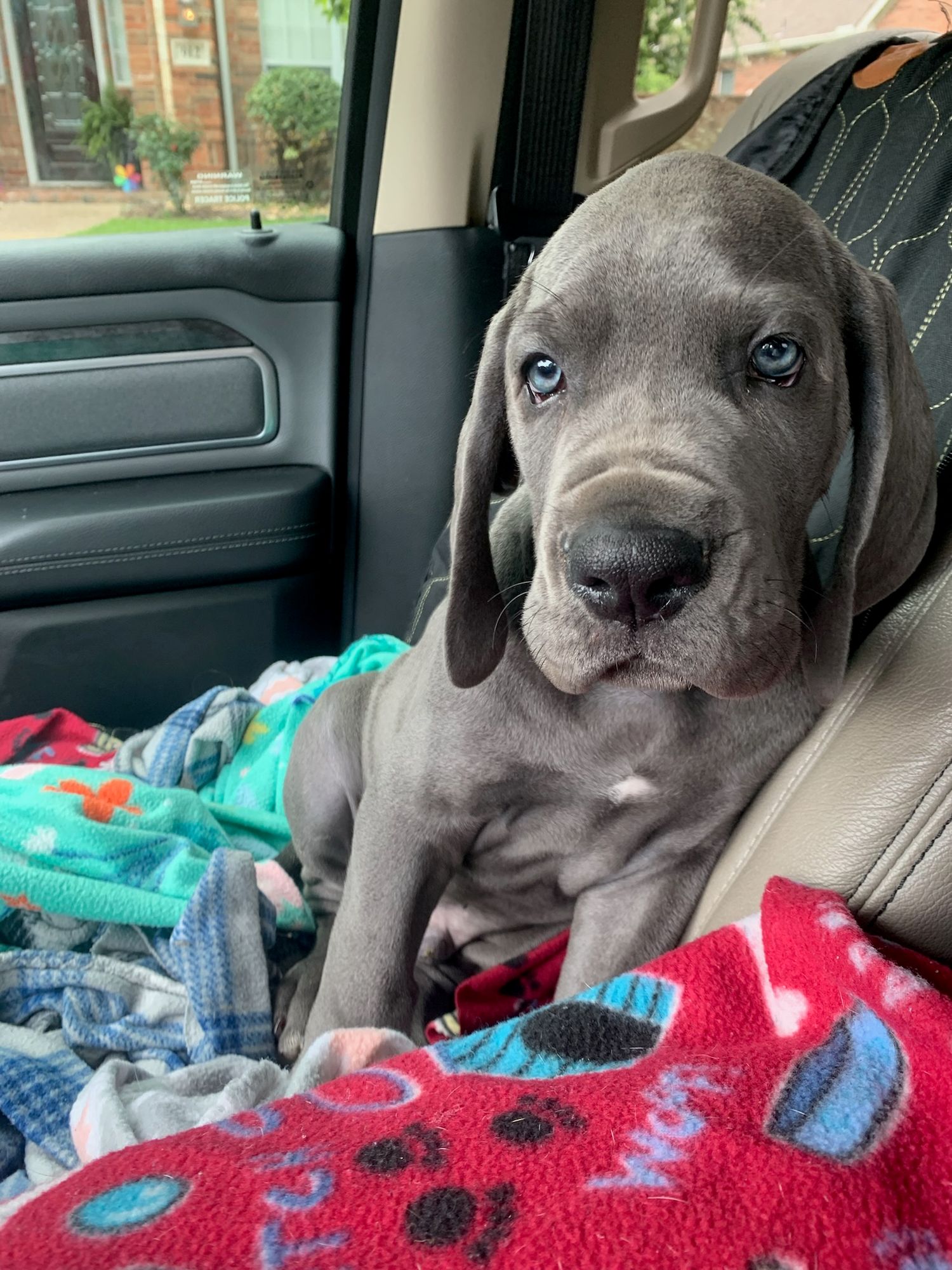 Gray puppy resting on colorful blankets in car backseat.