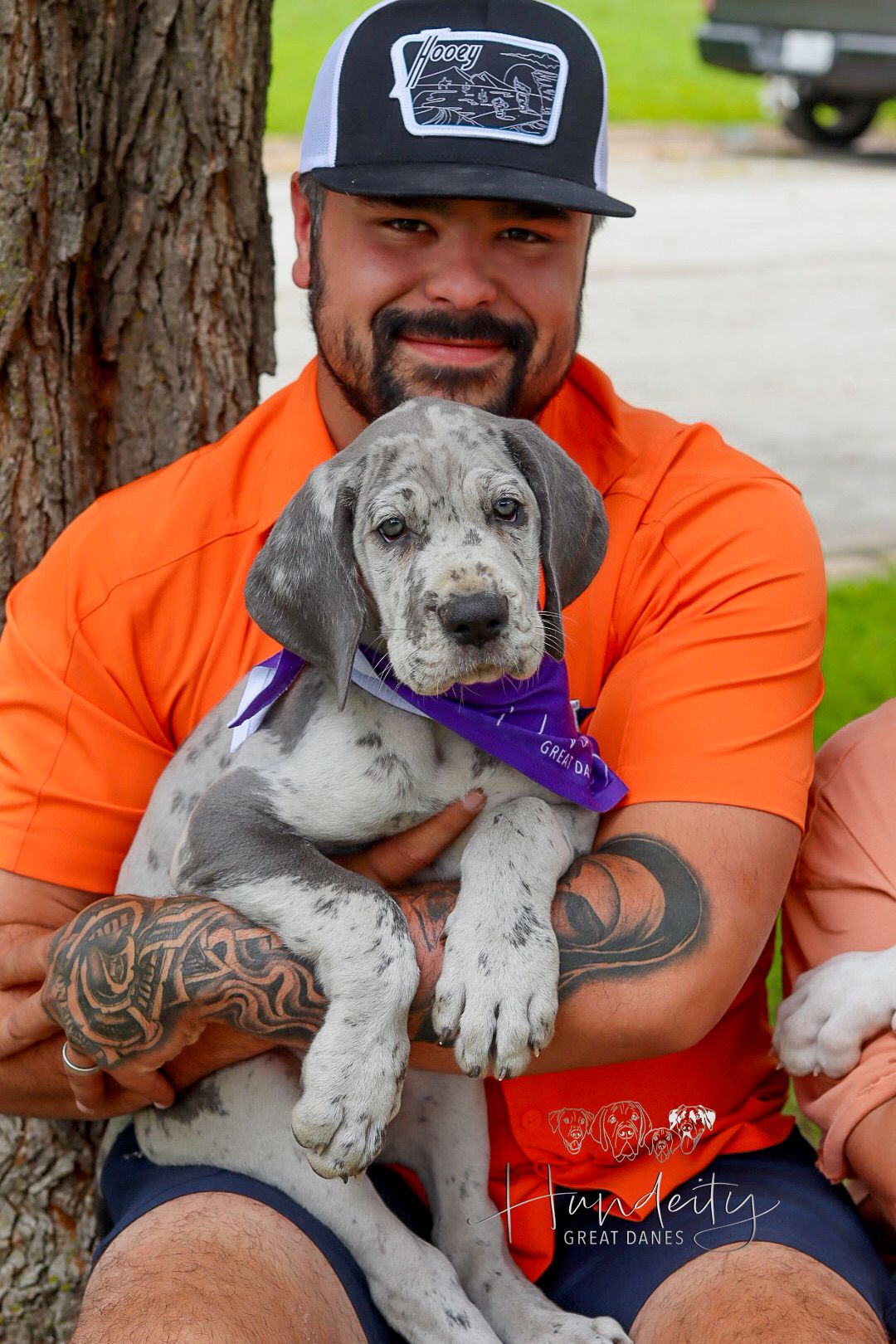 Ahsoka - Blue Merle Female Great Dane