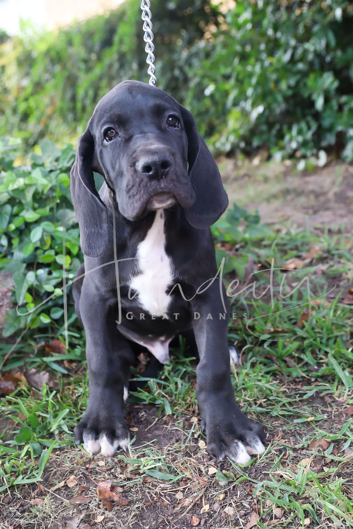 A series of photos showing an adorable black and white Great Dane puppy playing and exploring outdoors in green grass.