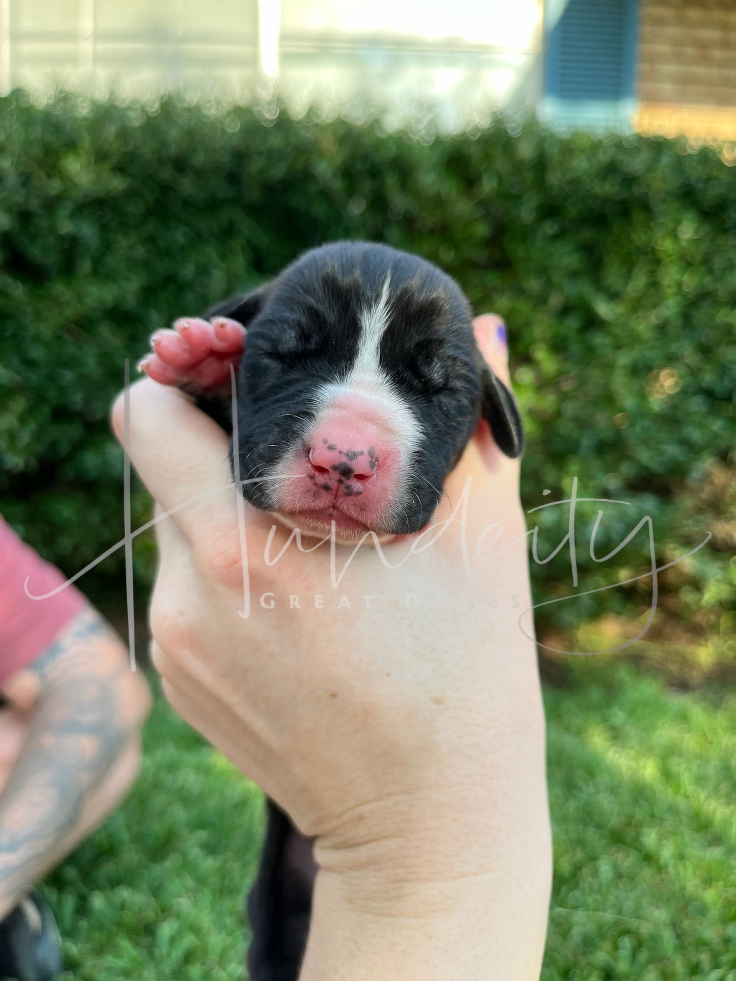 A tiny newborn black and white puppy with closed eyes and pink nose being gently cradled in someone's hands.