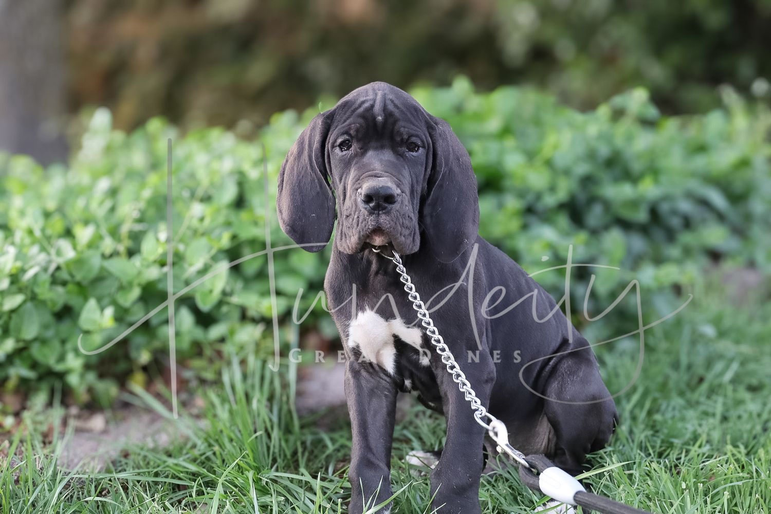 A blue Great Dane puppy sits in green grass holding a silver chain leash in its mouth.