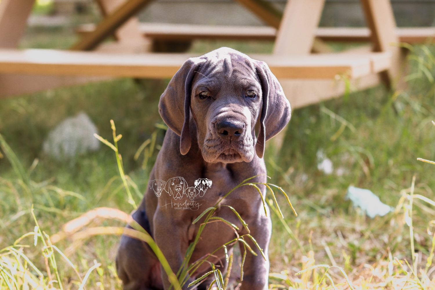 Series of puppy photos showing a chocolate colored dog playing in grass.