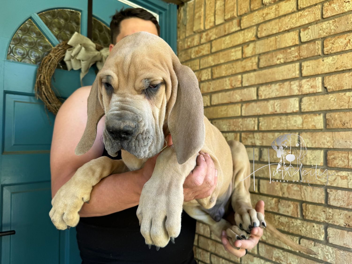 Elvis - Blue Fawn Male Great Dane