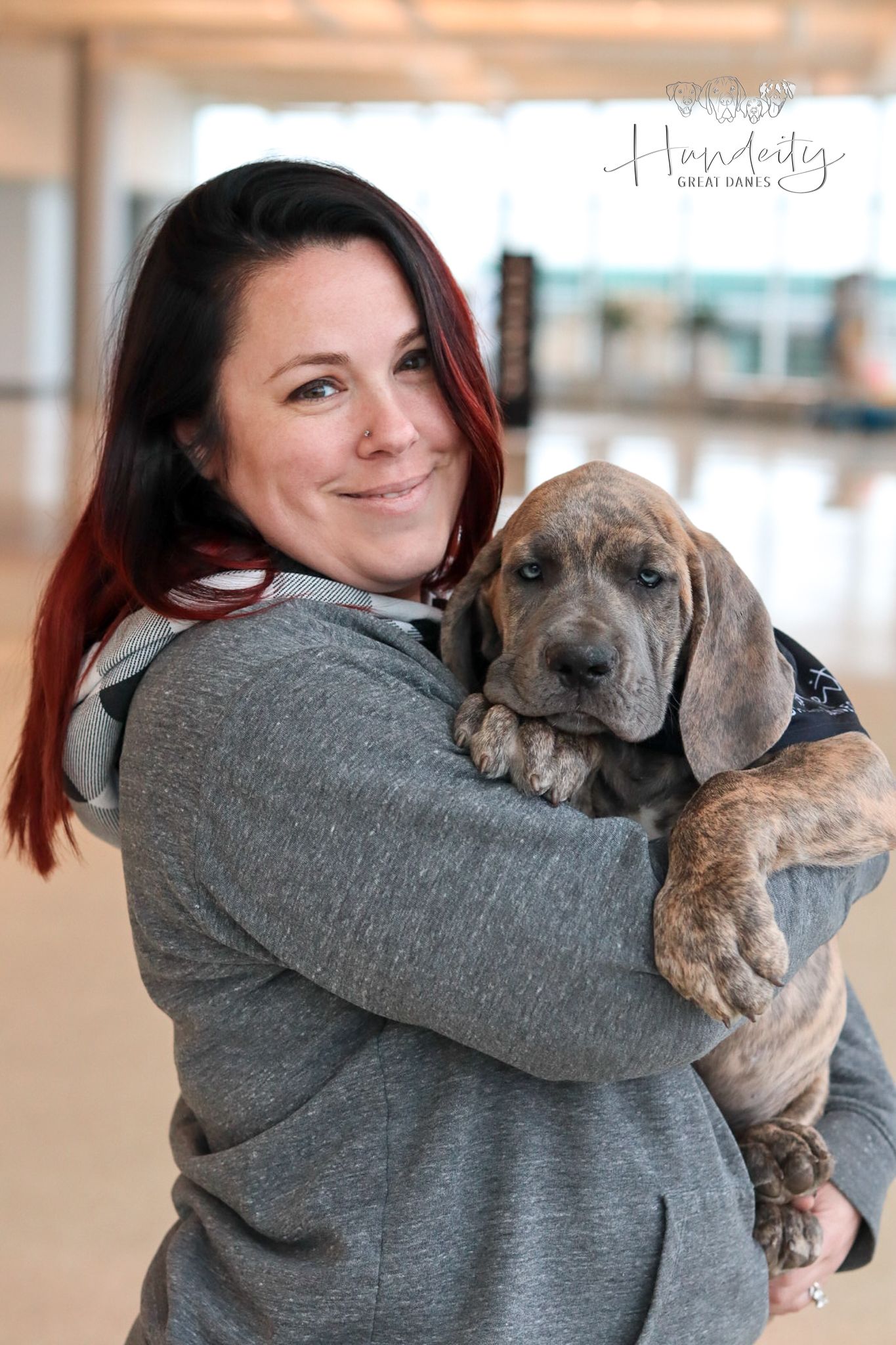 Saber - Blue Brindle Male Great Dane