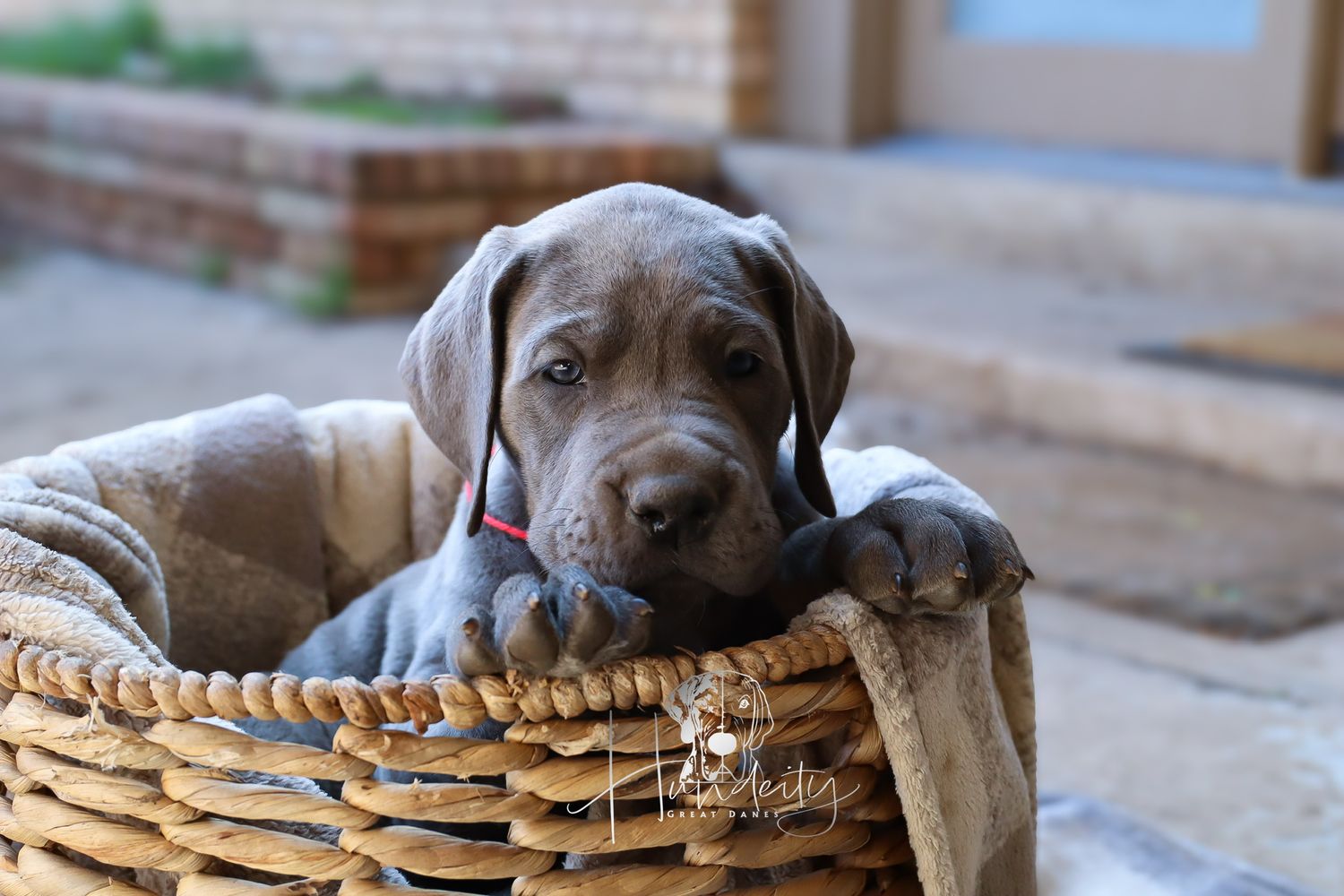 A small brown pit bull puppy sleeps peacefully in a woven wicker basket outdoors.