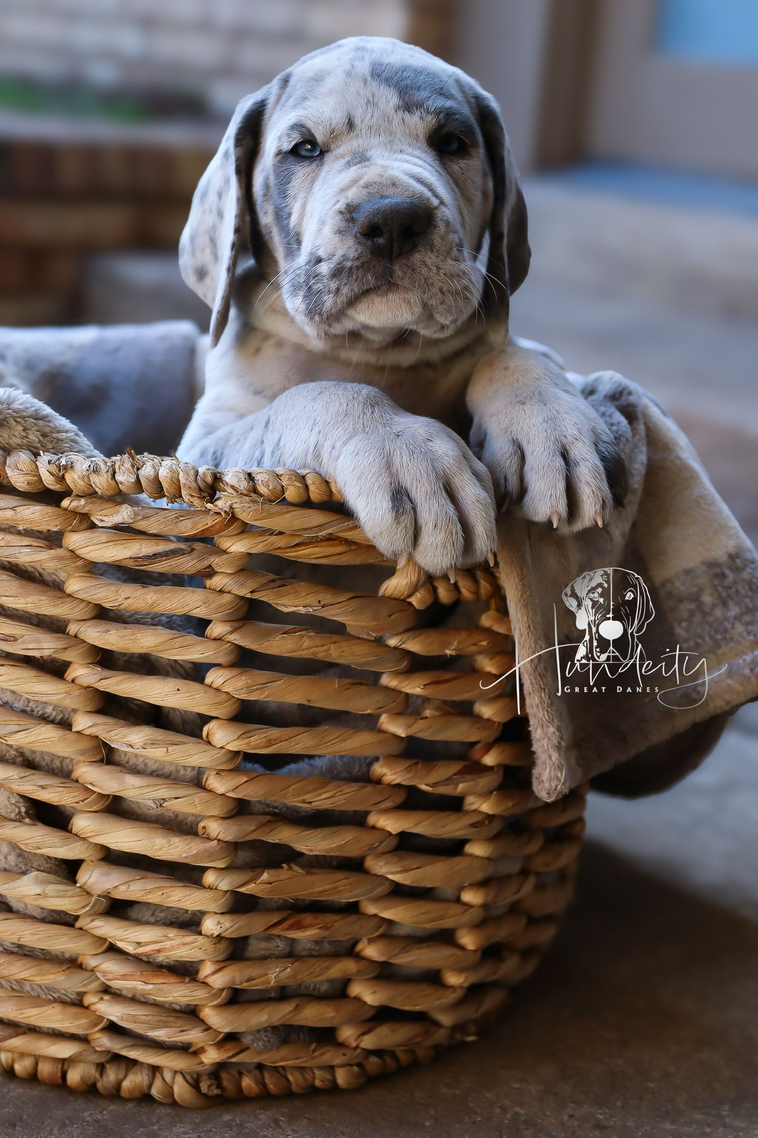 A sleepy Great Dane puppy rests comfortably in a woven wicker basket, showcasing its adorable spotted coat and relaxed pose.