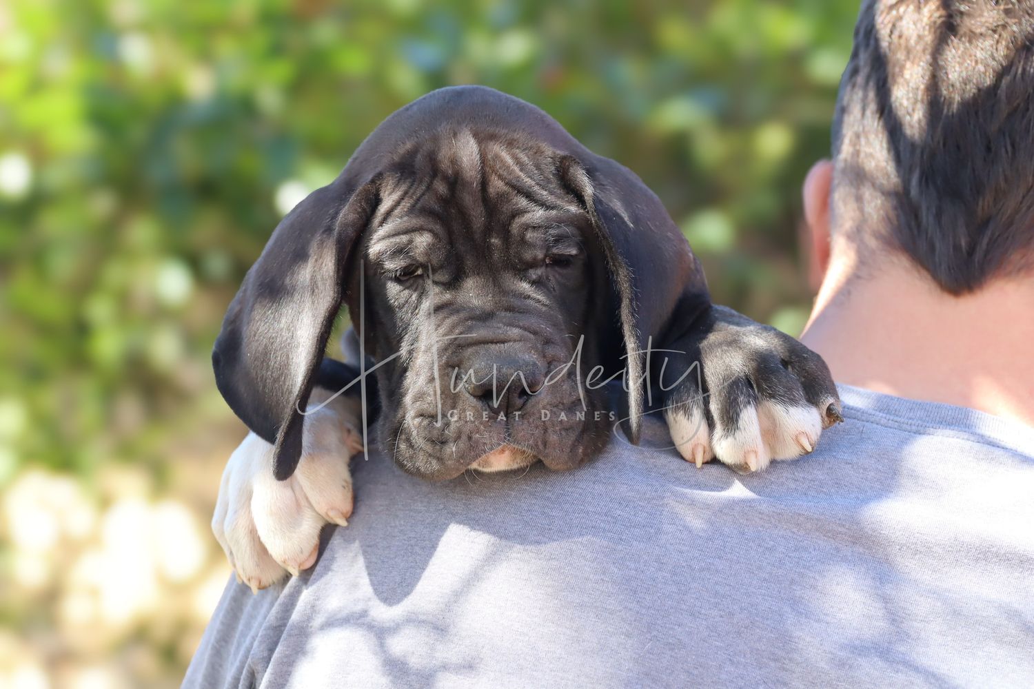 A dark gray Great Dane puppy rests its paws on a man's shoulder, looking directly at the camera outdoors.