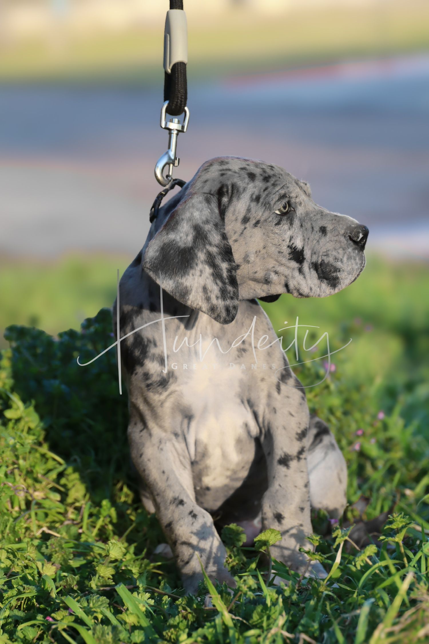 A merle Great Dane puppy on a leash sits in green grass outdoors, showcasing its stunning gray spotted coat.