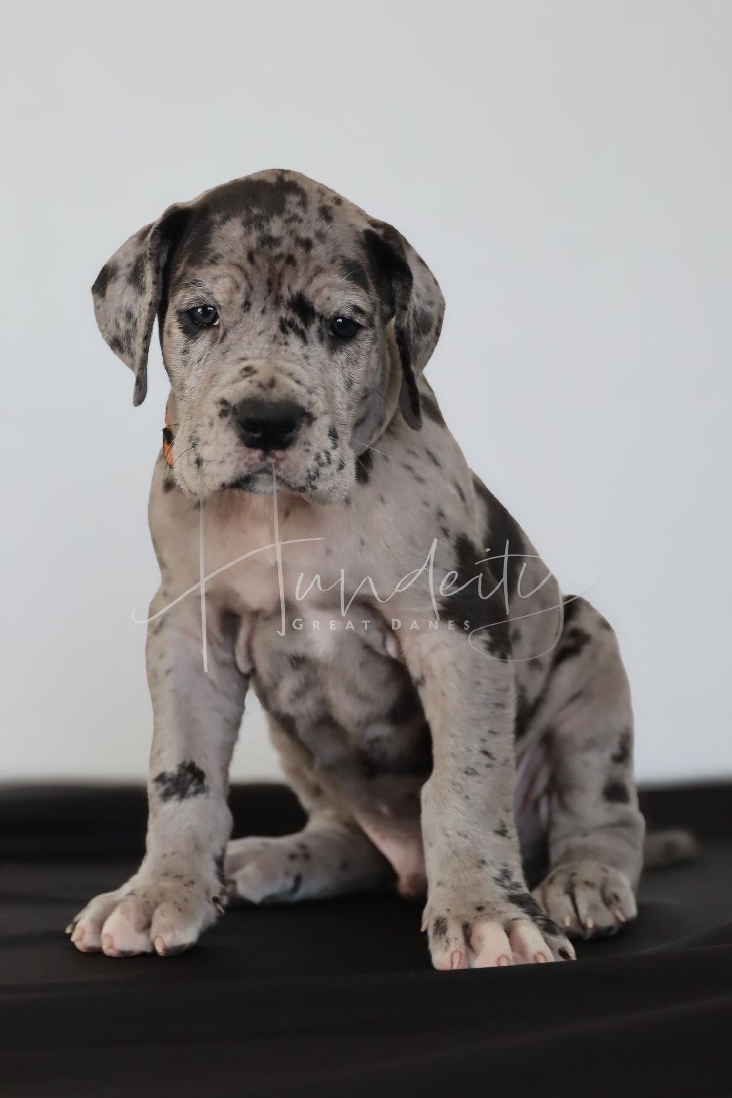 Adorable Great Dane merle puppy sitting upright, showing distinctive gray and black spotted coat pattern.