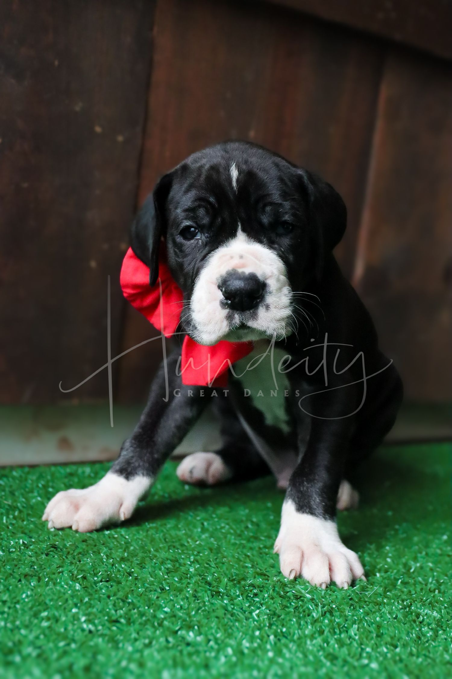 Black and white Great Dane puppy wearing a red bow sitting on green grass in a professional photo.
