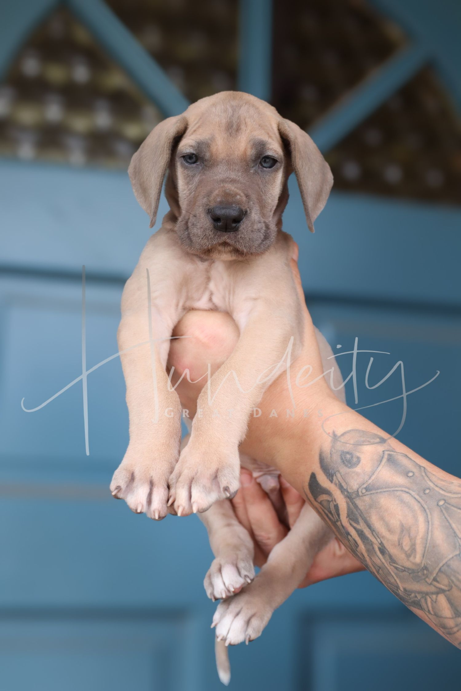 A tattooed hand holds a small tan-colored puppy against a blue background.