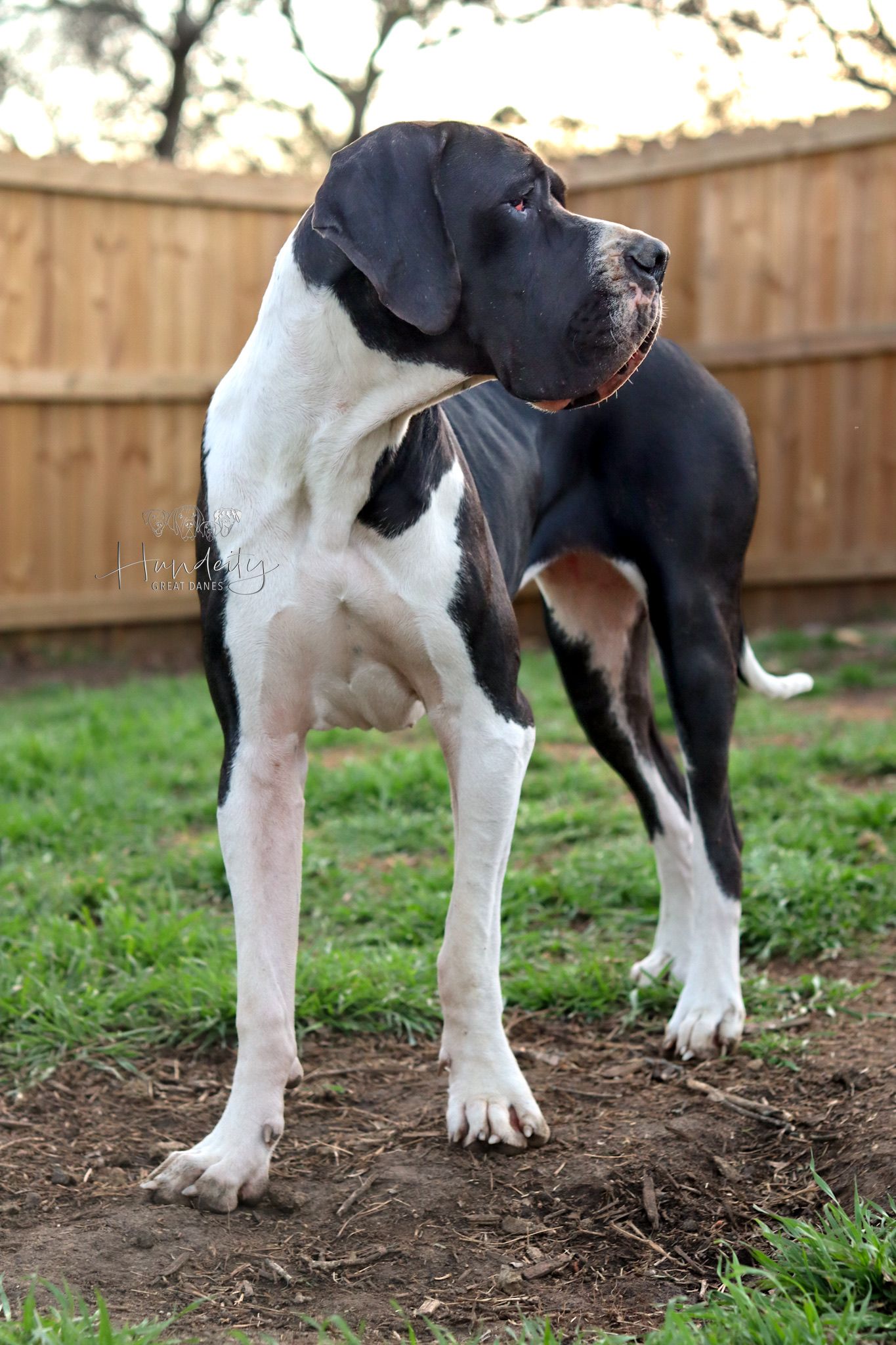 A large black and white Great Dane dog standing proudly in a backyard with a wooden fence.