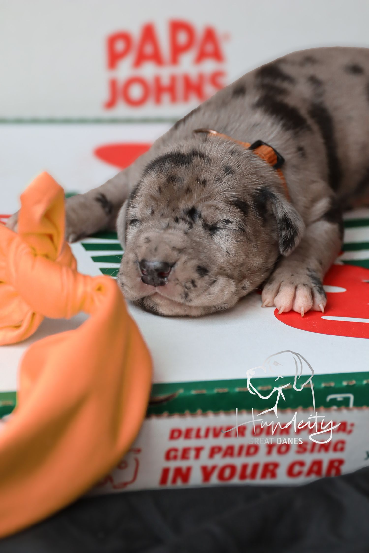 A newborn Great Dane puppy with merle markings sleeps on a Papa Johns pizza box with an orange collar.