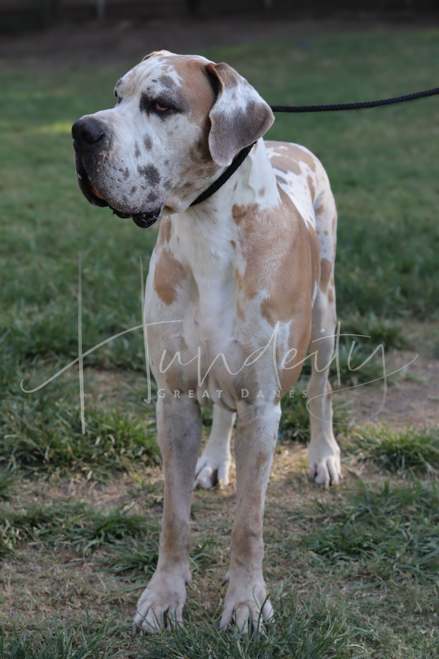 Large white and fawn Great Dane dog standing on grass, wearing a black collar and leash outdoors.