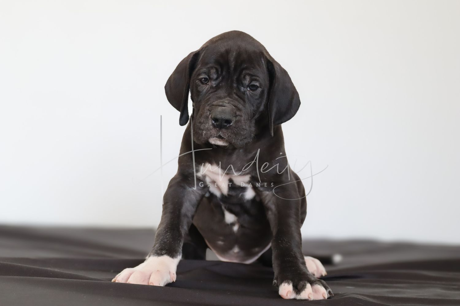 Black and white Cane Corso puppy sitting on dark fabric backdrop, looking forward with wrinkled face.