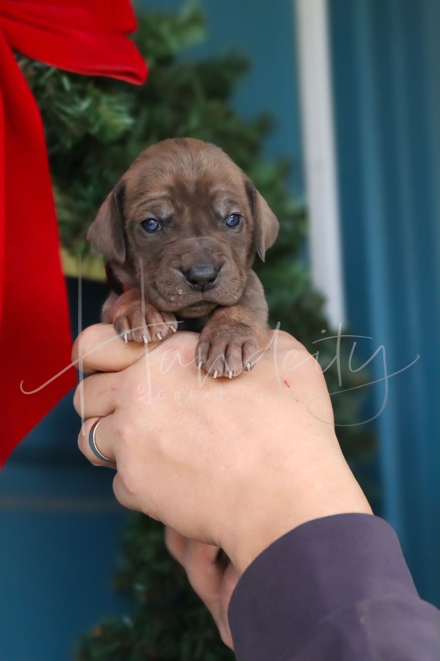 Cute brown puppy with bright blue eyes being cradled in hands against red and green outdoor background.