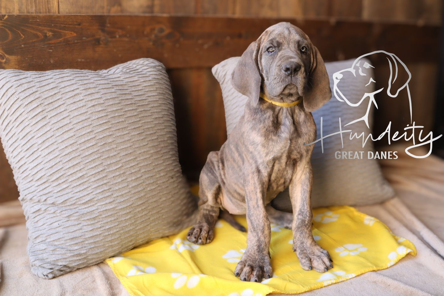 Maeve - Blue Brindle Female Great Dane