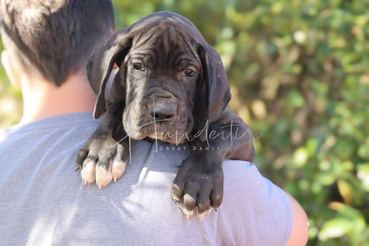 Watts - Black Male Great Dane
