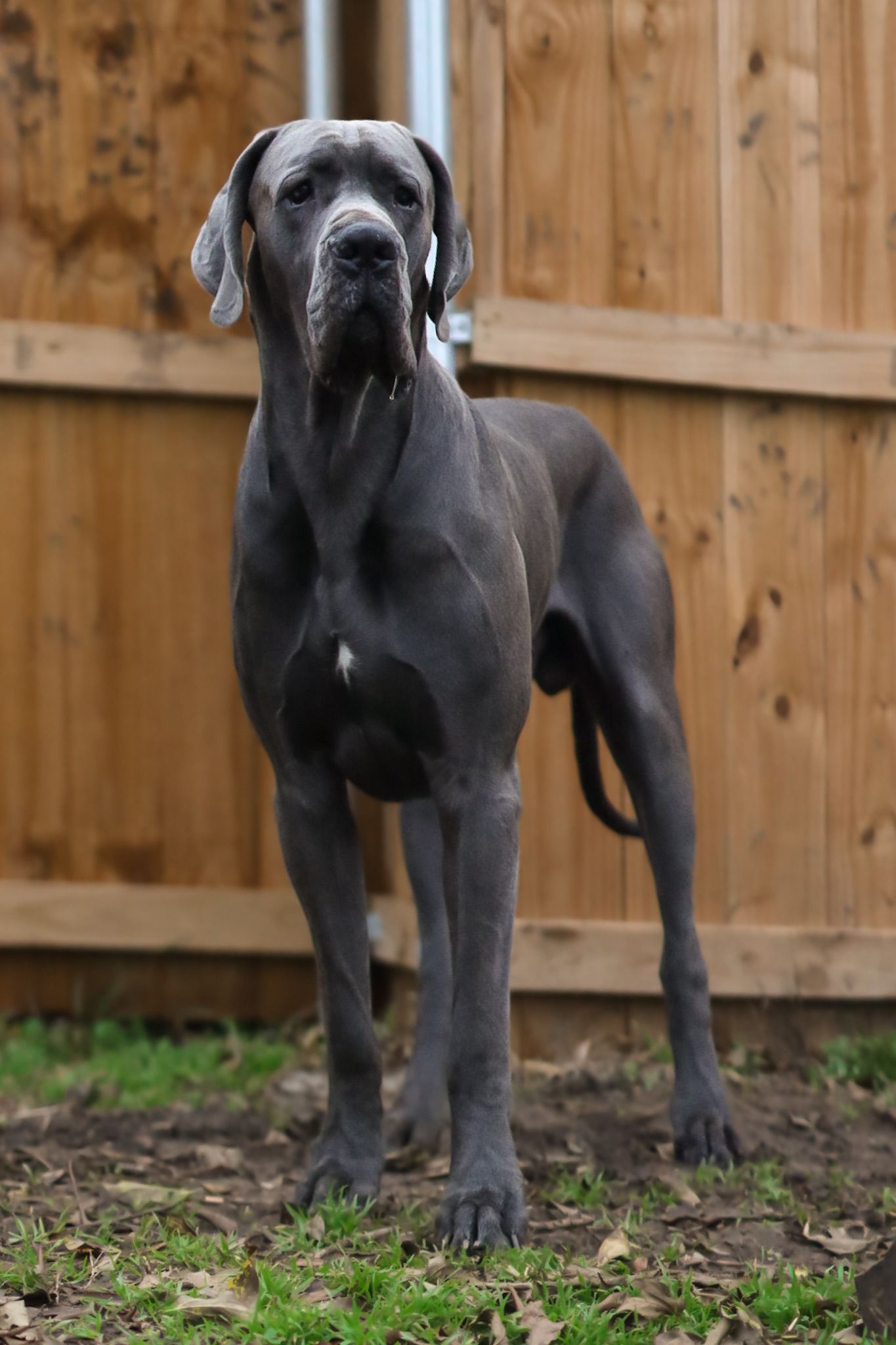A black Great Dane stands majestically against a wooden fence background.