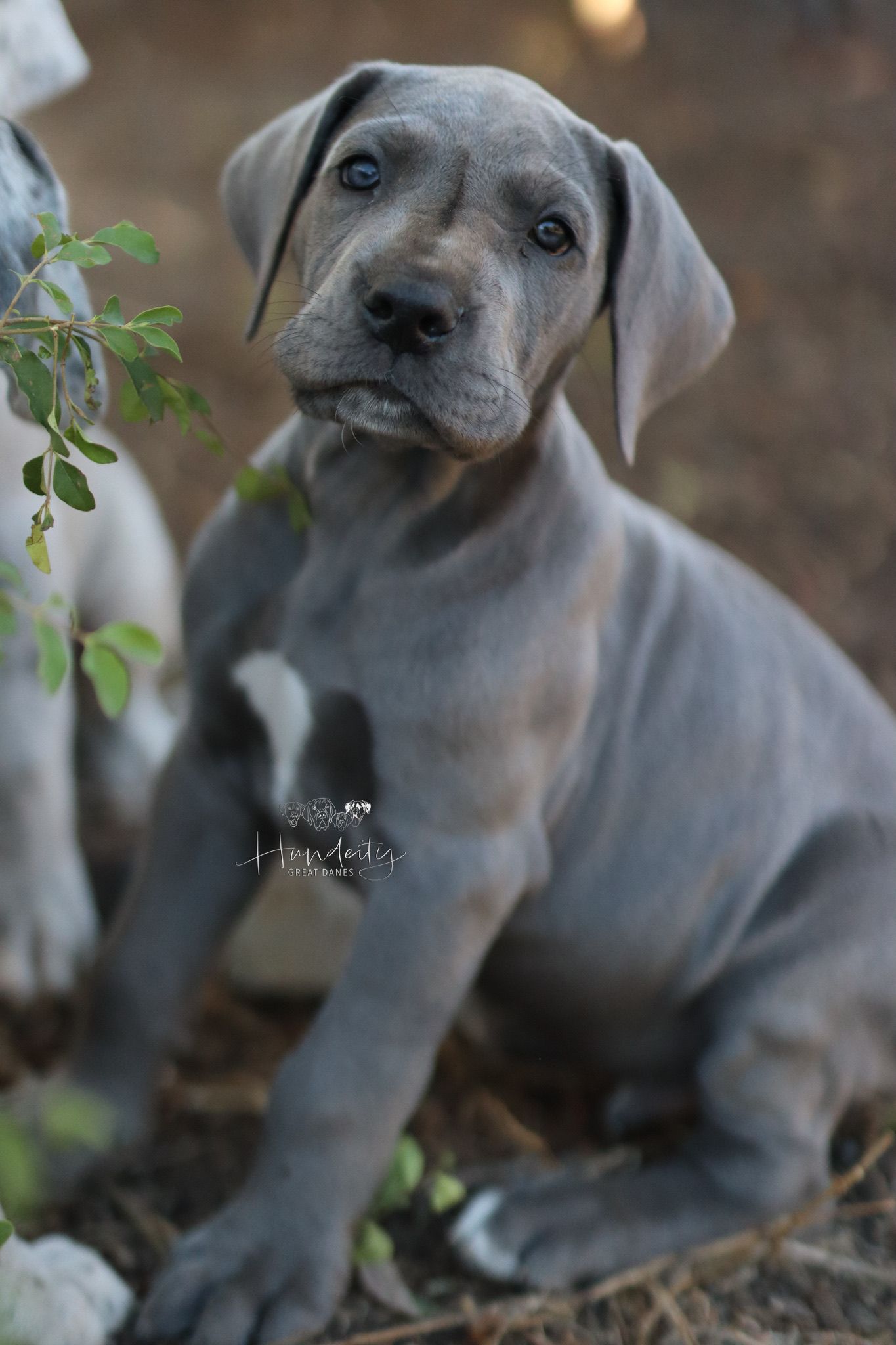 A group of gray Great Dane puppies lounging together outdoors among green foliage.