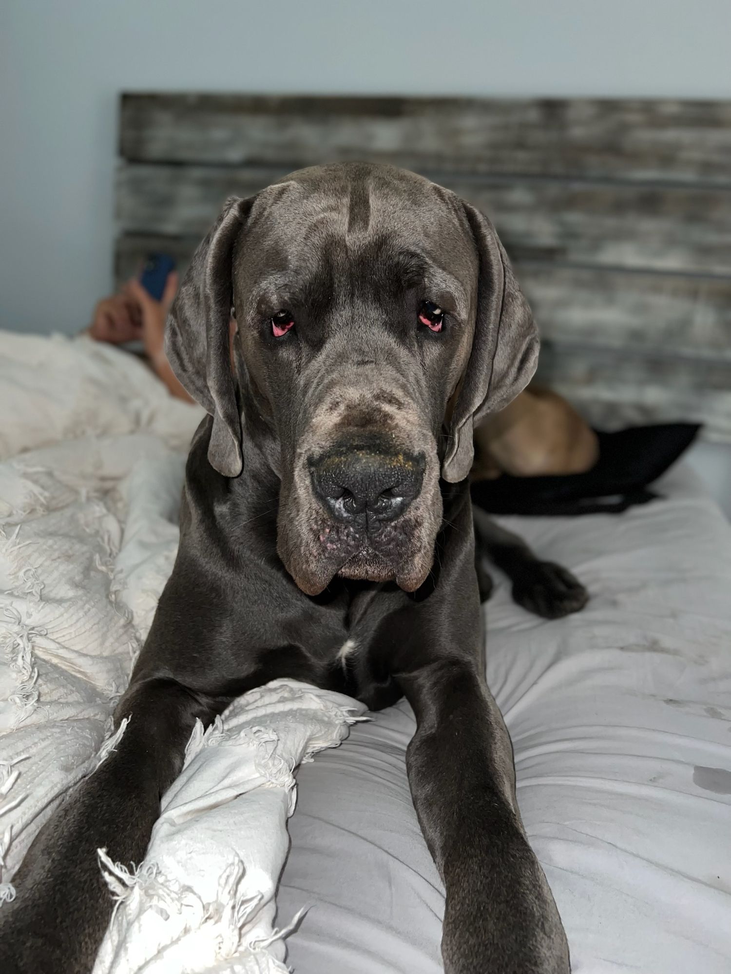 A sleepy Great Dane puppy rests on white bedding, showing different adorable expressions in a series of photos.