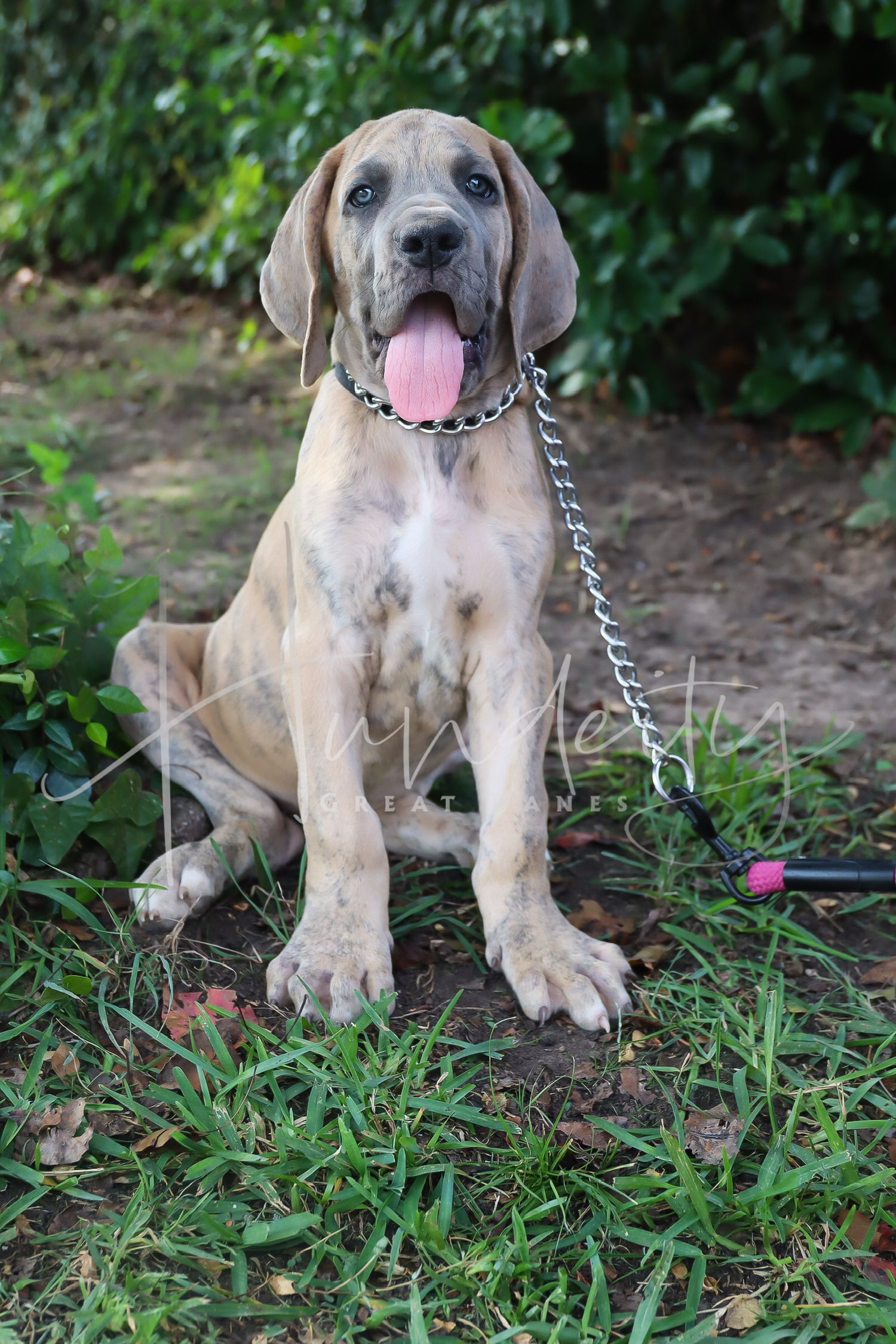 A young English Mastiff puppy with wrinkled face and fawn-colored coat sits in grass while wearing a chain collar.