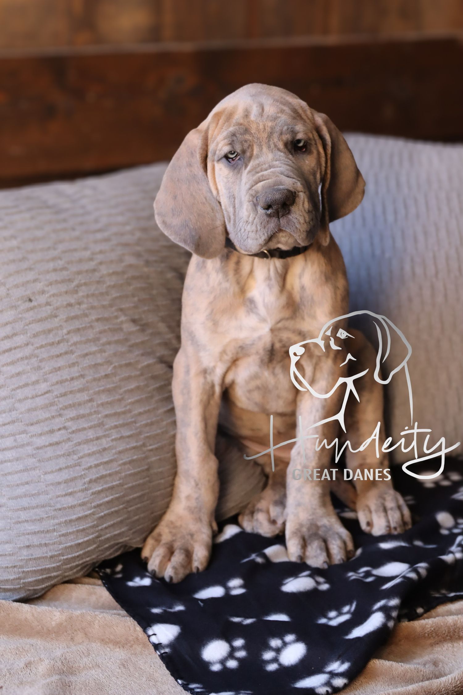 Nugget - Blue Brindle Great Dane