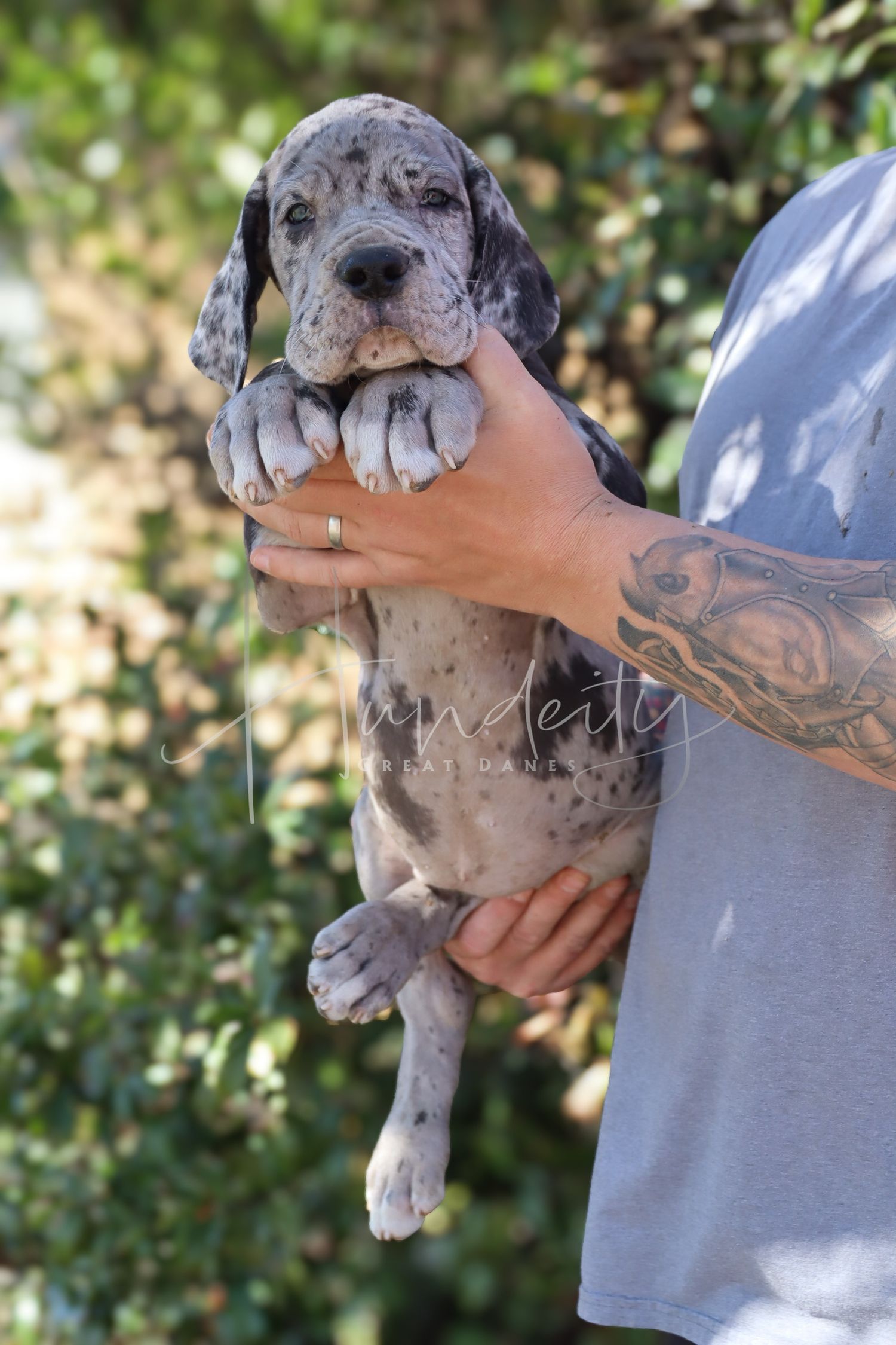 Banks - Merle Male Great Dane