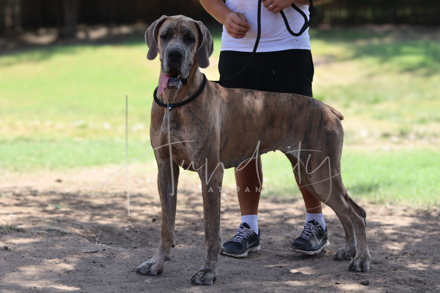 A large brindle Great Dane stands proudly on dirt ground beside a person wearing shorts and sneakers.
