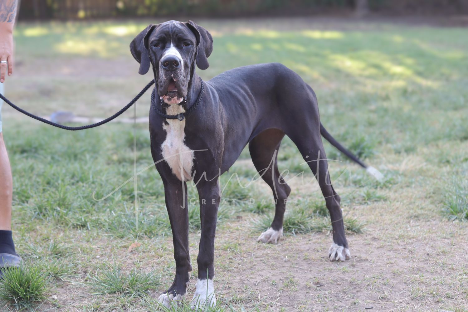A large blue Great Dane dog on a leash standing tall in a grassy outdoor area.