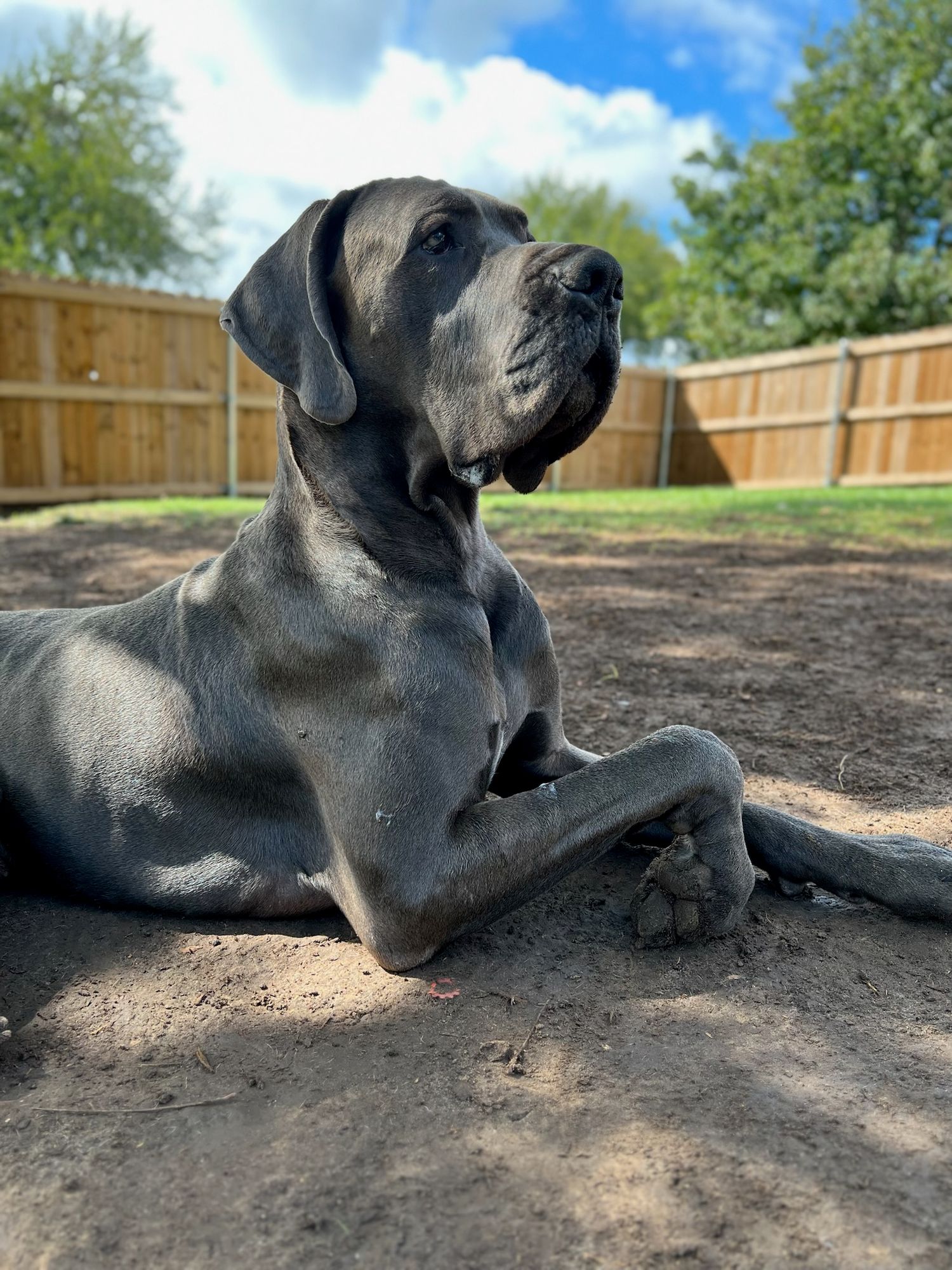 A black Great Dane lounges on dirt ground in natural outdoor lighting.