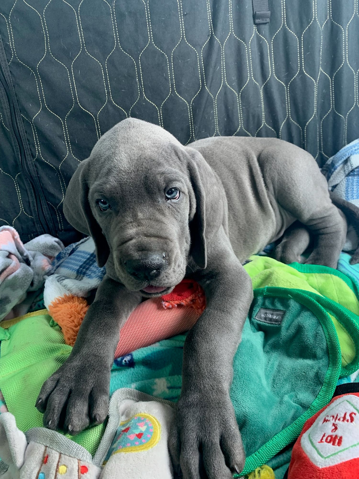 Gray puppy lying on colorful blankets with toys.