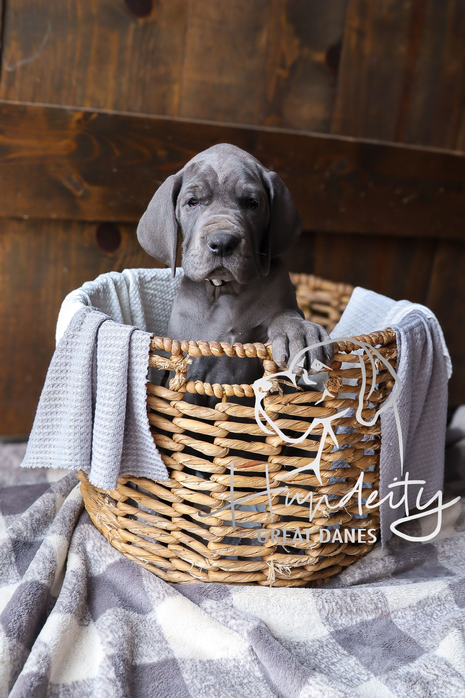 Zulu - Blue Female Great Dane