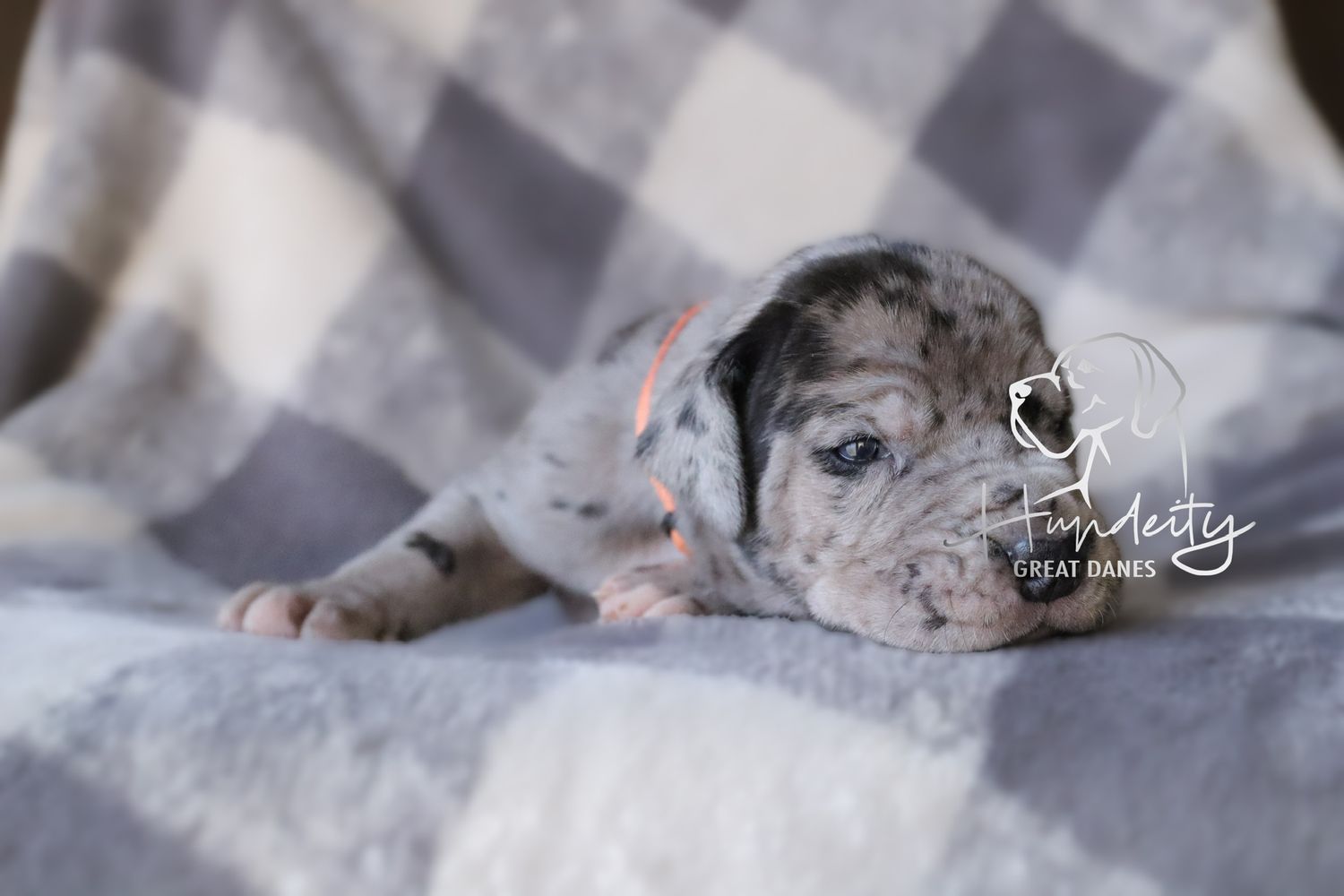 Merle Great Dane puppy resting on a gray checkered blanket, showcasing Fundesty Great Danes breeding.