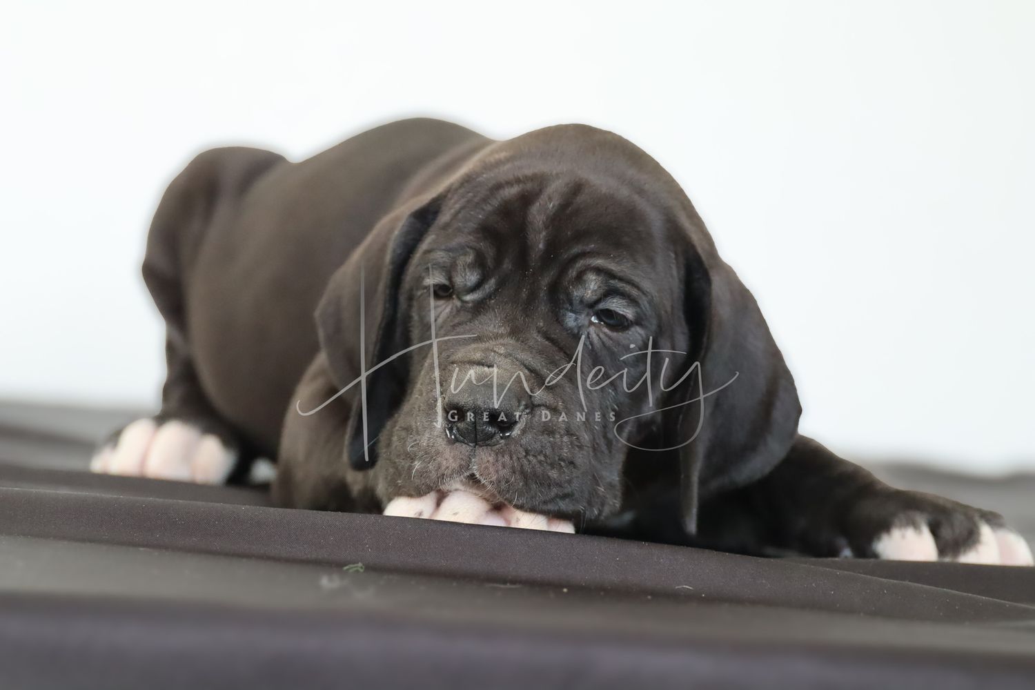 A dark gray Great Dane puppy rests its paws on a ledge, looking forward with big expressive eyes.