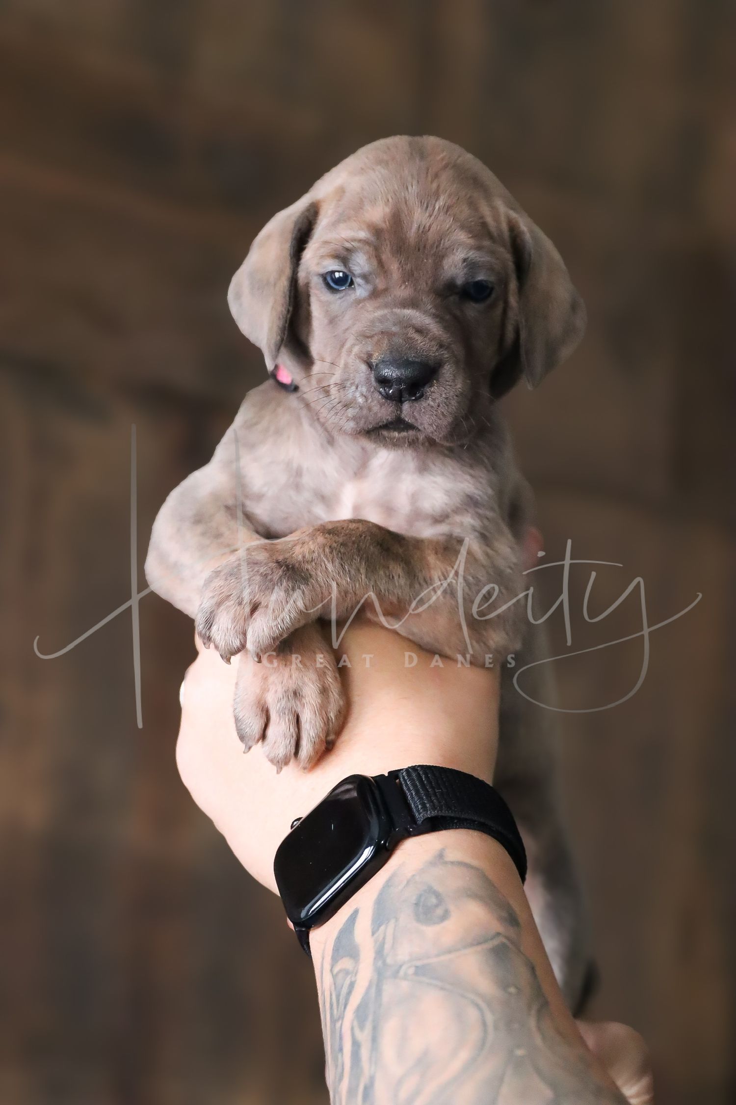Small brown puppy with wrinkled face being held against dark background showing different adorable expressions.