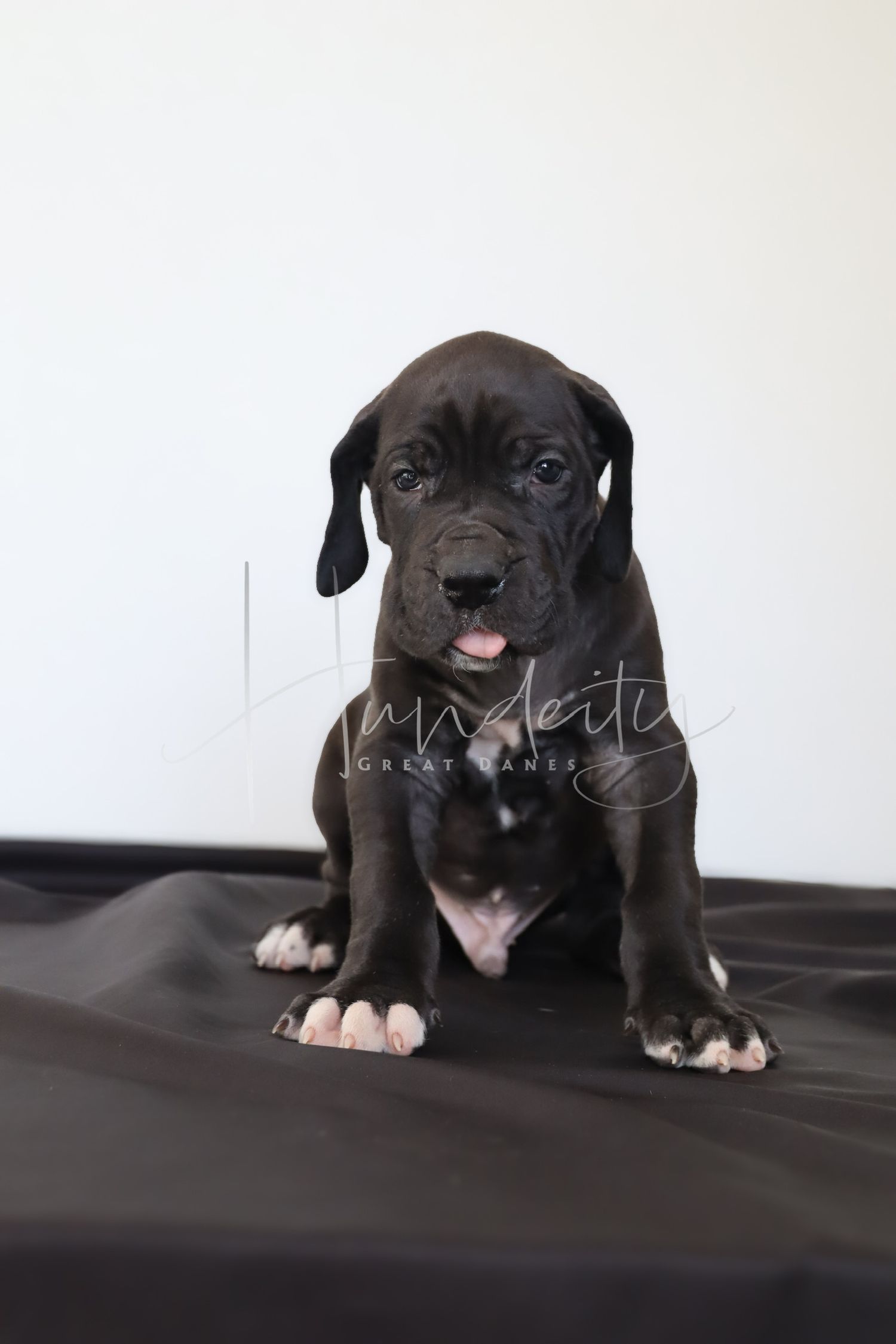 A dark blue Great Dane puppy sits on black fabric, tongue out, with white-tipped paws, in a professional studio photo.
