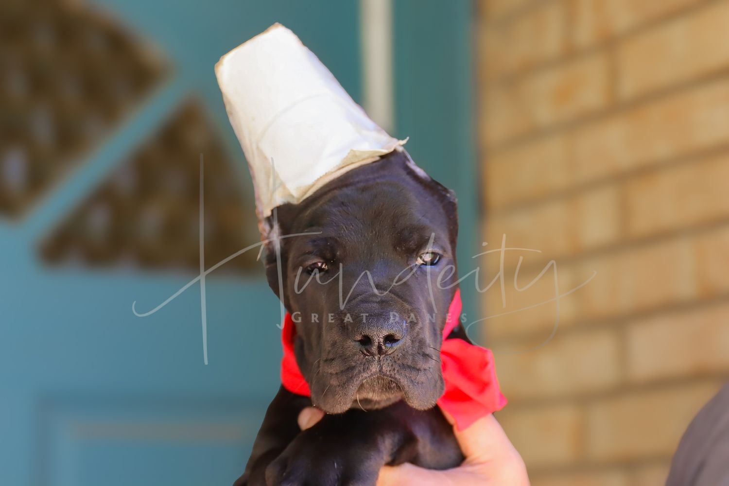 Arlo - Black Male Great Dane