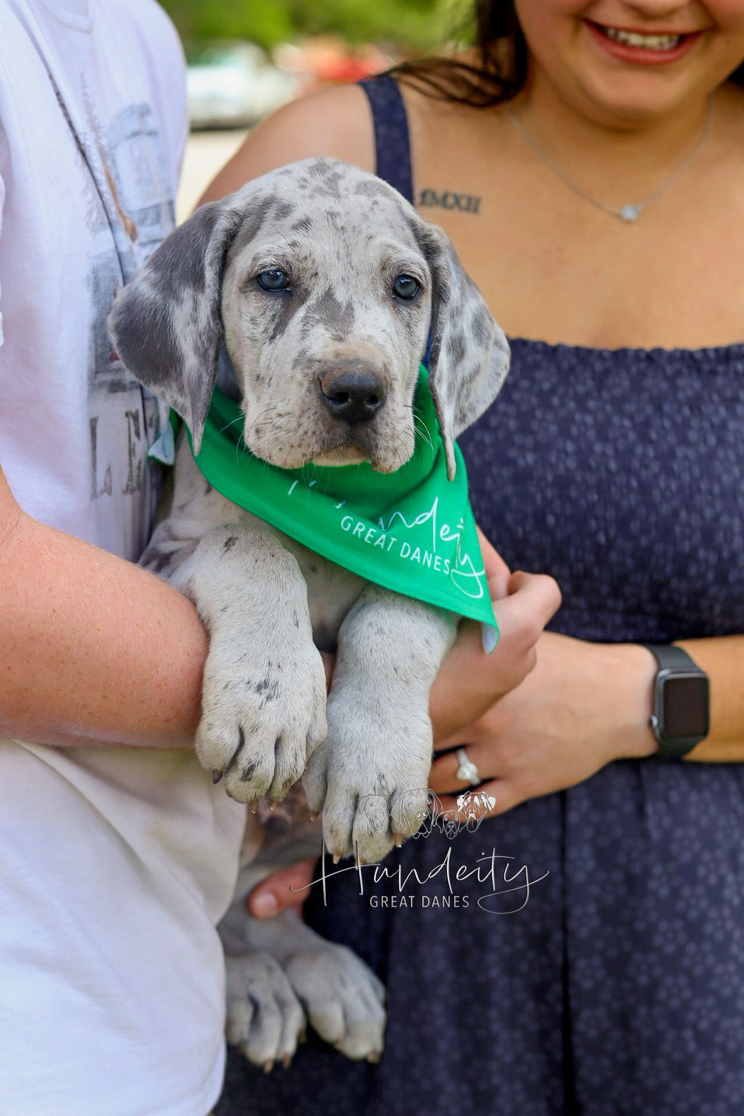 Maverick - Blue Merle Male Great Dane
