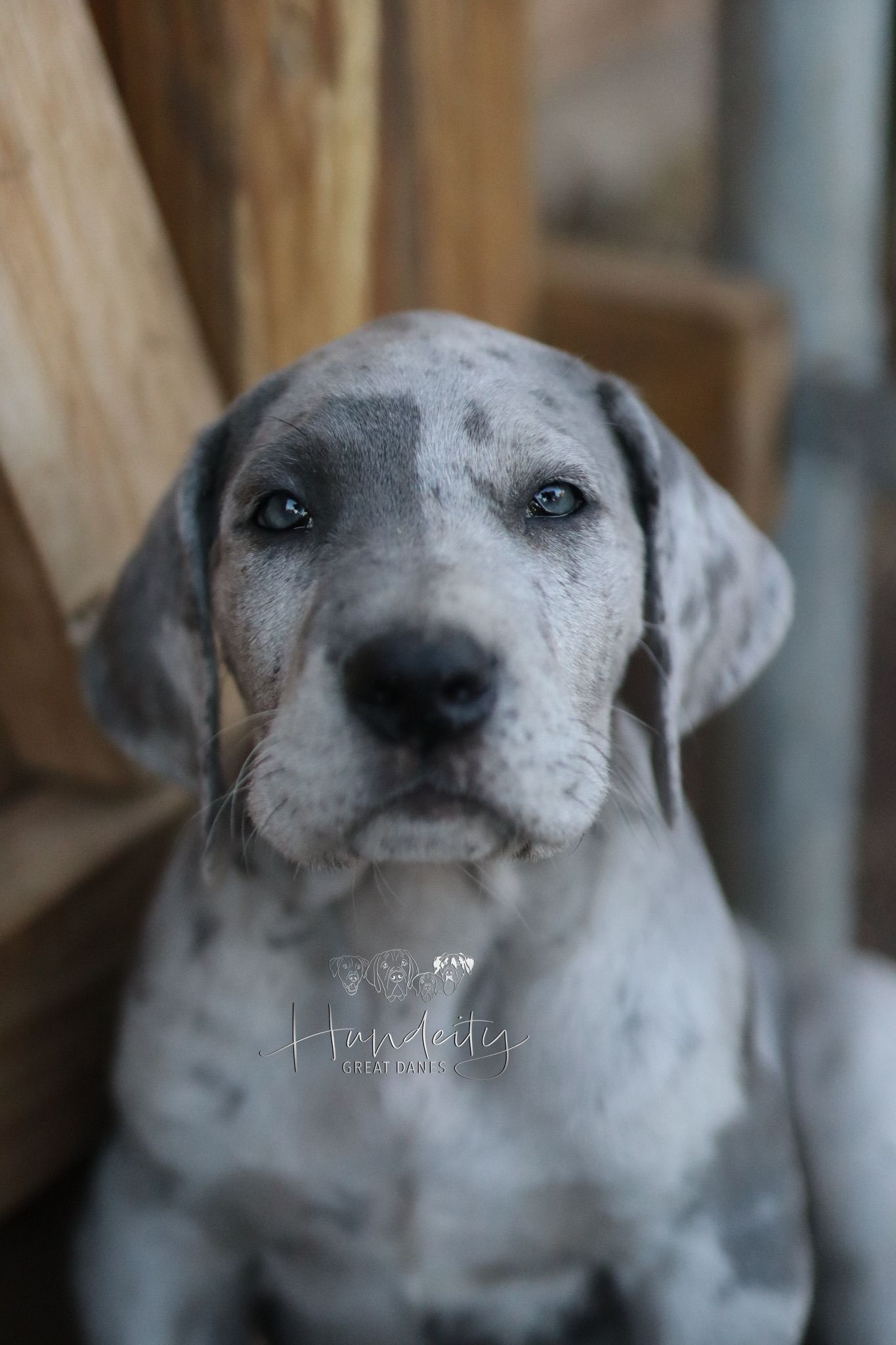 Close-up photo series of a gray dog's face showing different angles and expressions against a wooden background.