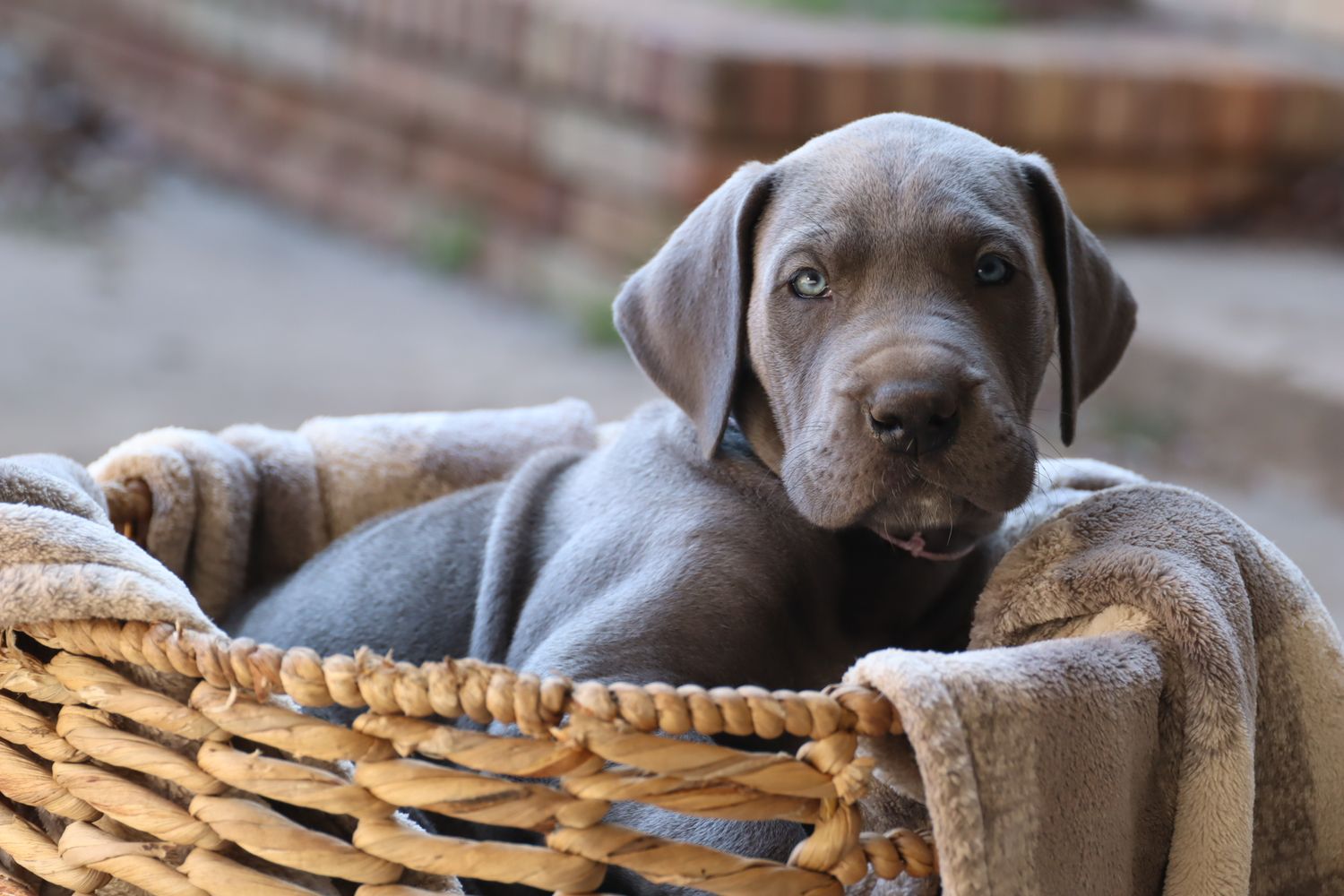 A silver Weimaraner puppy rests its head on a woven wicker basket while looking at the camera with soulful eyes.