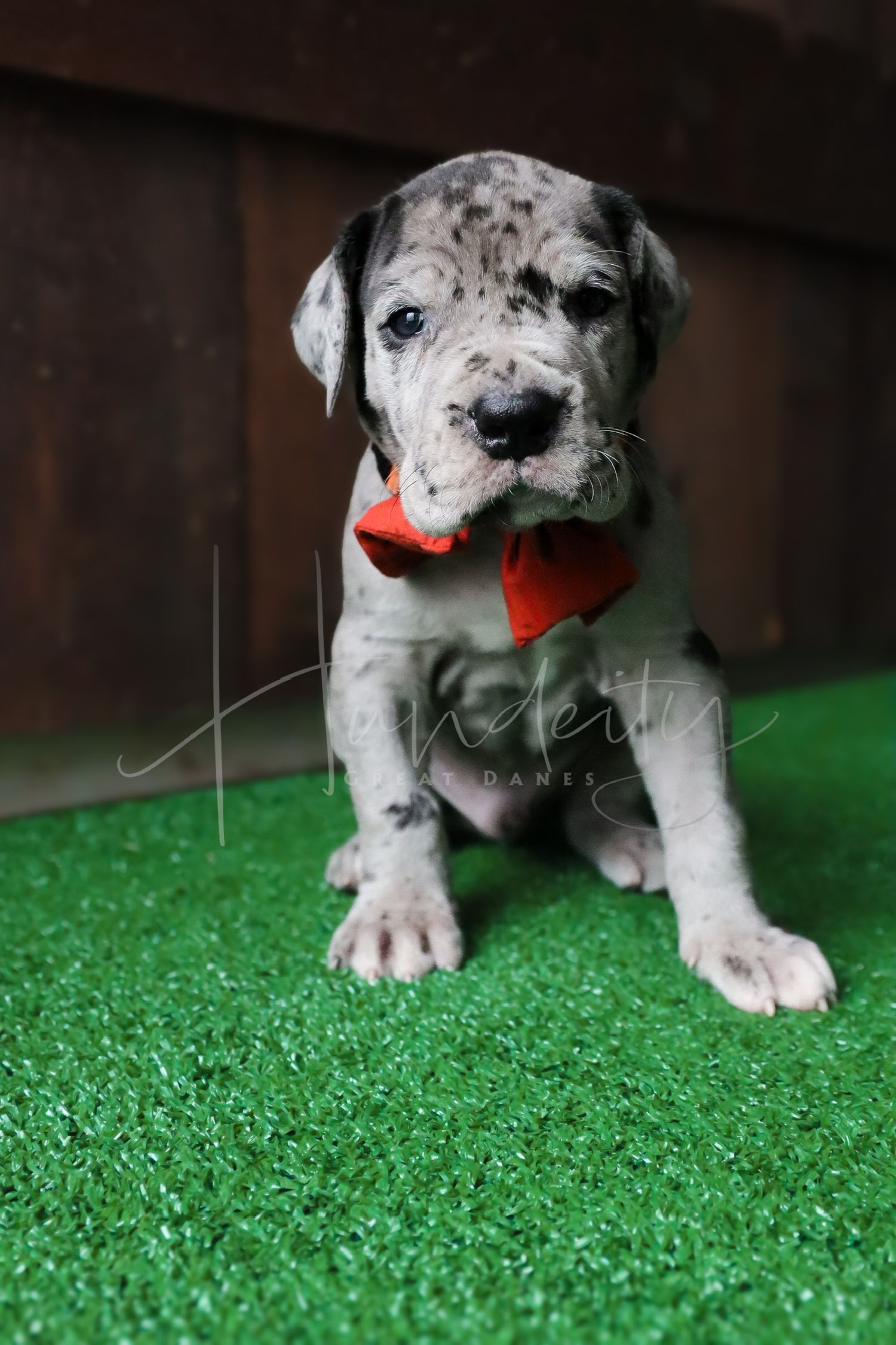 Merle Great Dane puppy wearing a red bow tie sitting on green artificial grass.