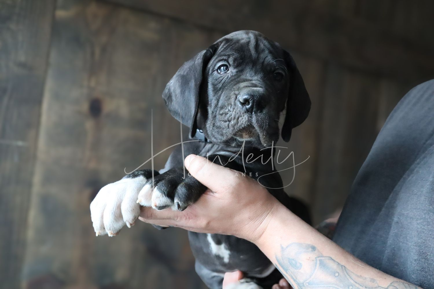 A black Great Dane puppy being held by a tattooed person, looking curiously at the camera.