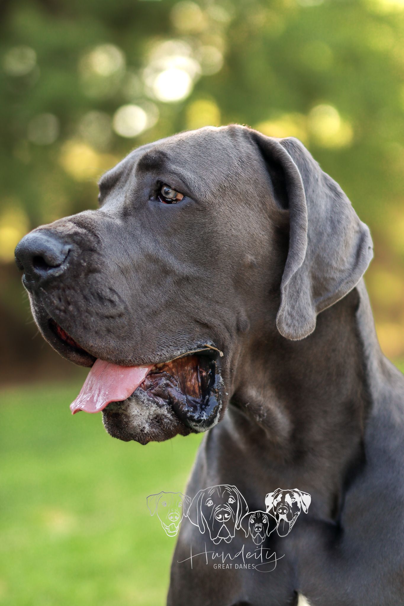 Close-up profile shots of a black Great Dane's head showing its noble expression.