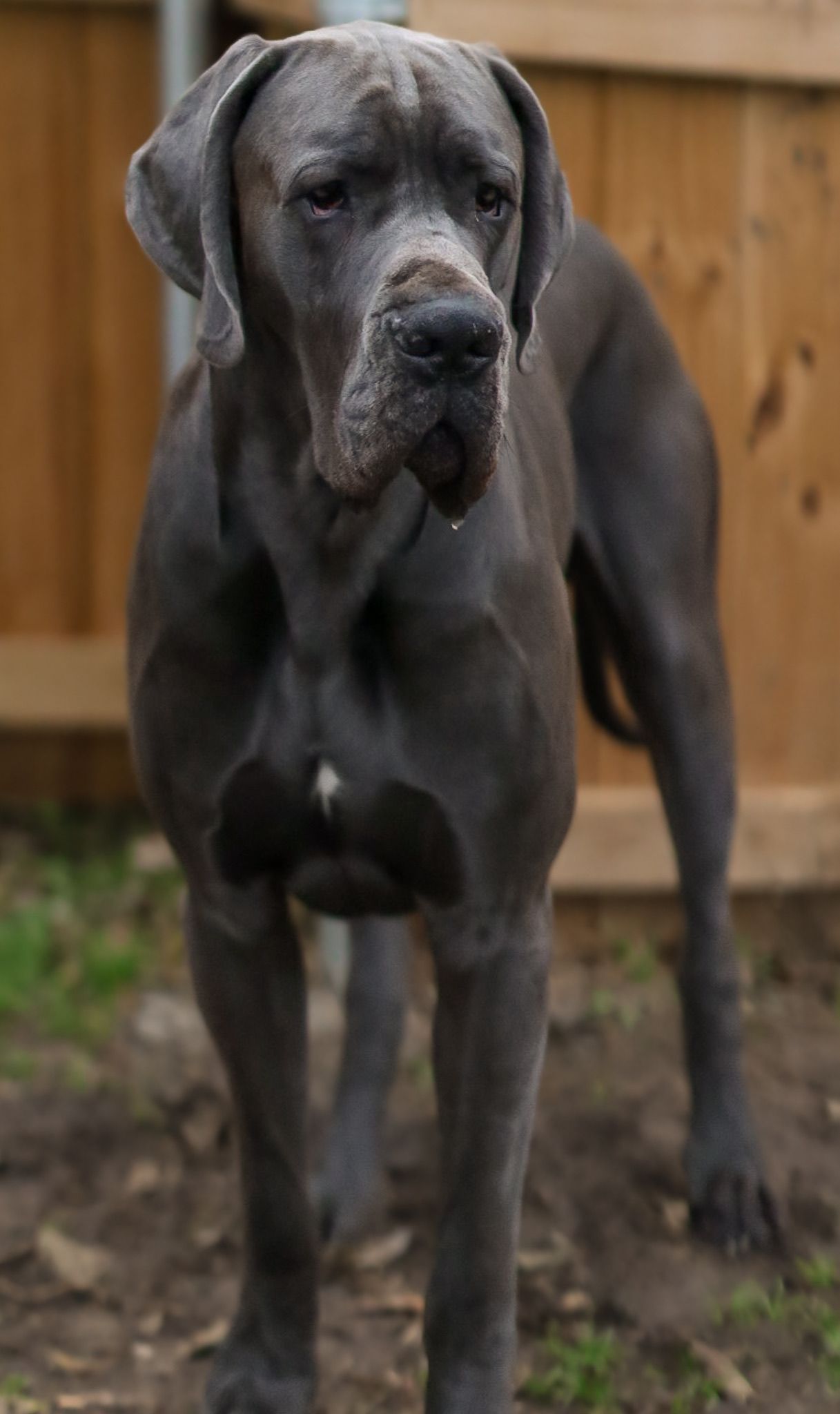 Dark gray Great Dane puppy standing in backyard with wooden fence.