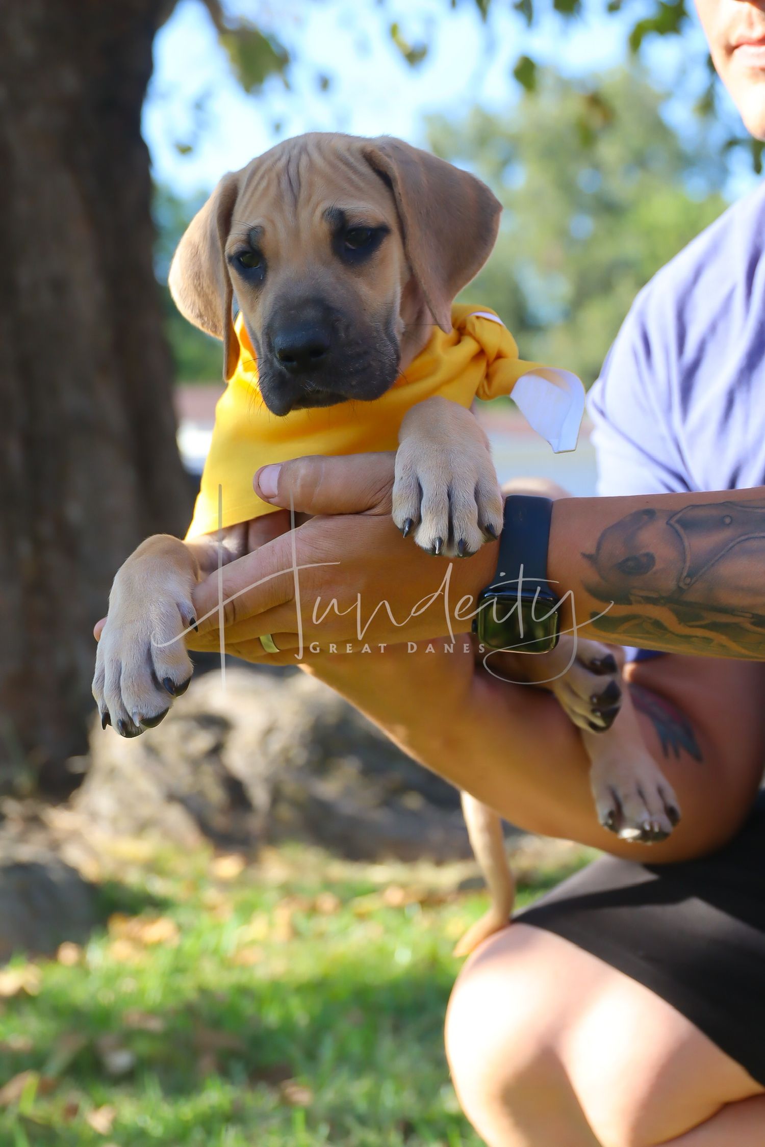 Adorable brown puppy wearing a yellow bandana being held outdoors in a series of close-up shots.