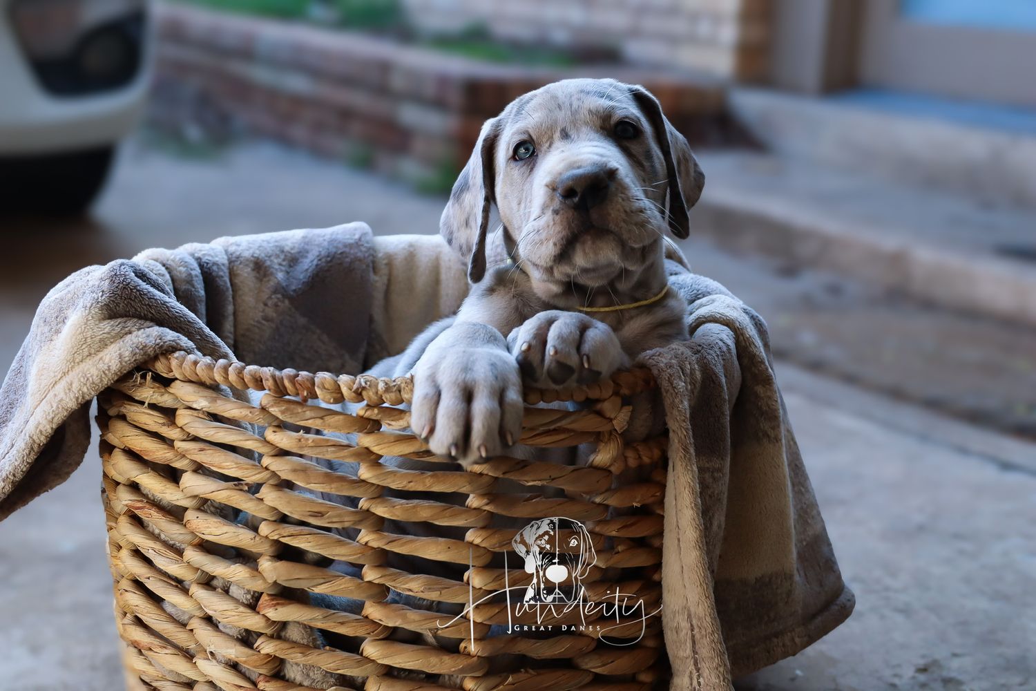 A Boston Terrier puppy sits patiently in a wicker basket while looking at the camera.